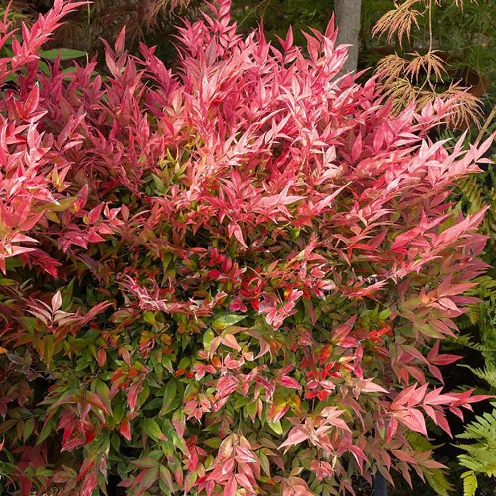 Bambou sacré orange cuivre - Image 4