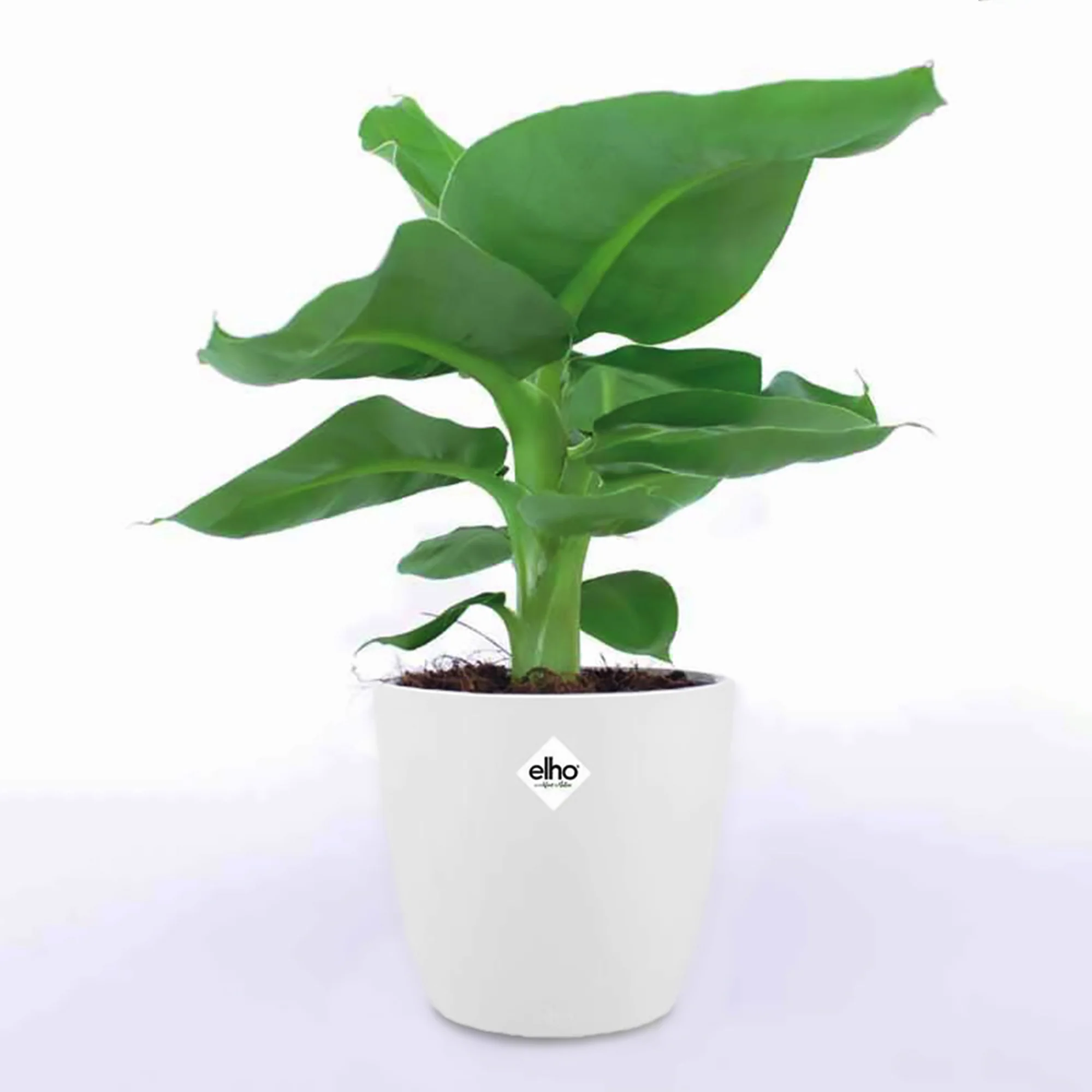 Bananier d'ornement nain + cache pot blanc 14 cm. - Image 3