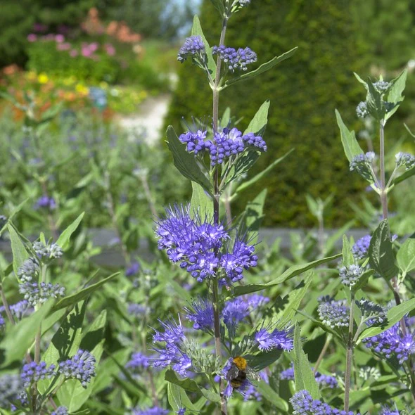 Barbe bleue Caryopteris 'Heavenly Blue' - Image 3