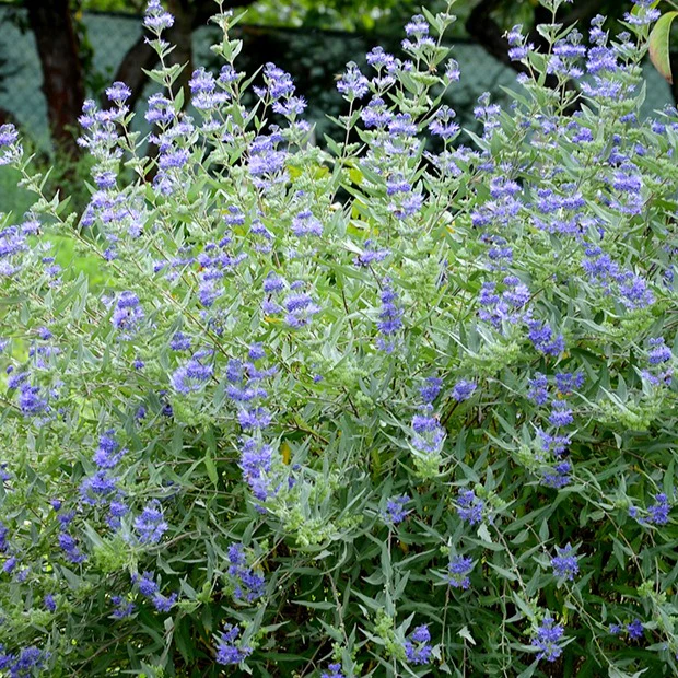 Barbe bleue Caryopteris 'Heavenly Blue' - Image 4