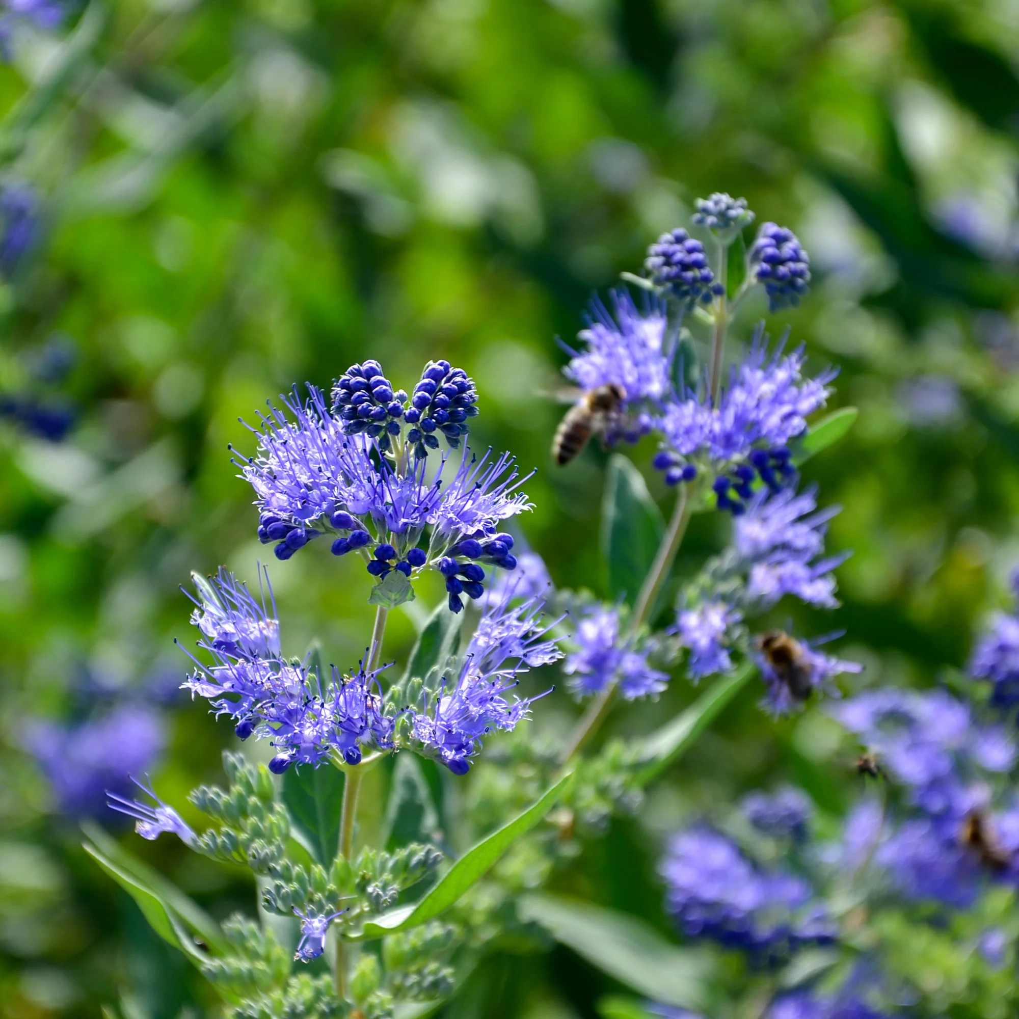 Barbe bleue Caryopteris 'Heavenly Blue' - Image 5