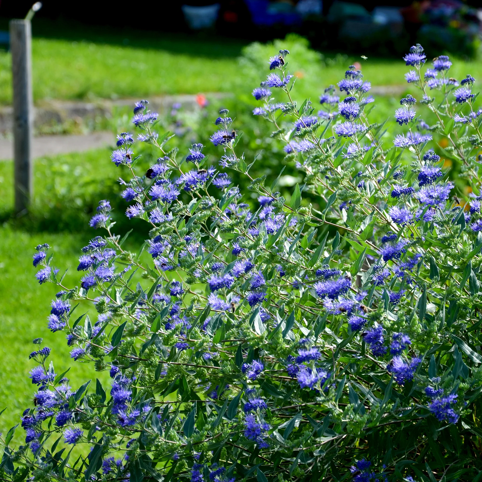 Barbe bleue Caryopteris 'Heavenly Blue' - Image 6