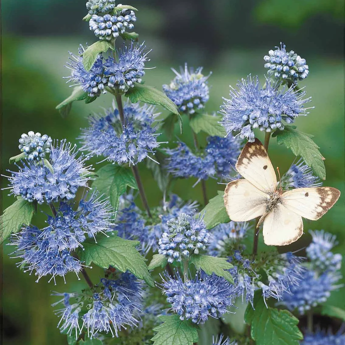 Barbe bleue Caryopteris 'Heavenly Blue' - Image 7