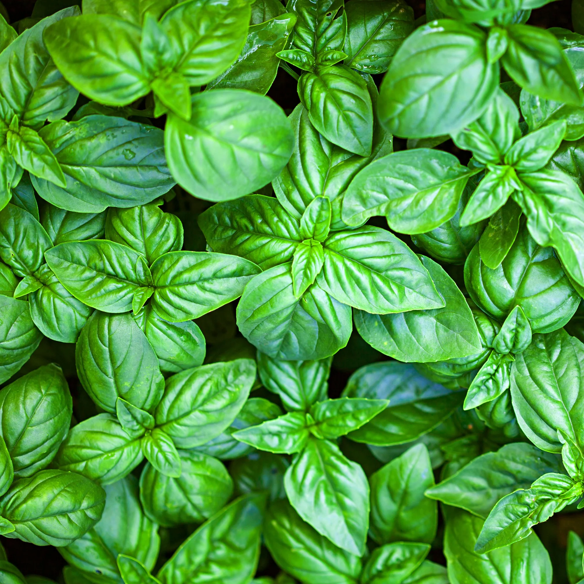 Basilic Grand vert - Image 4
