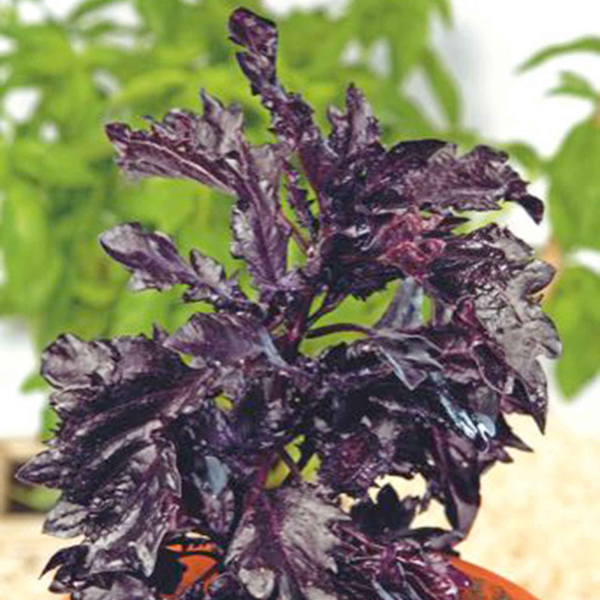 Basilic pourpre 'Purple Ruffles' - Image 2