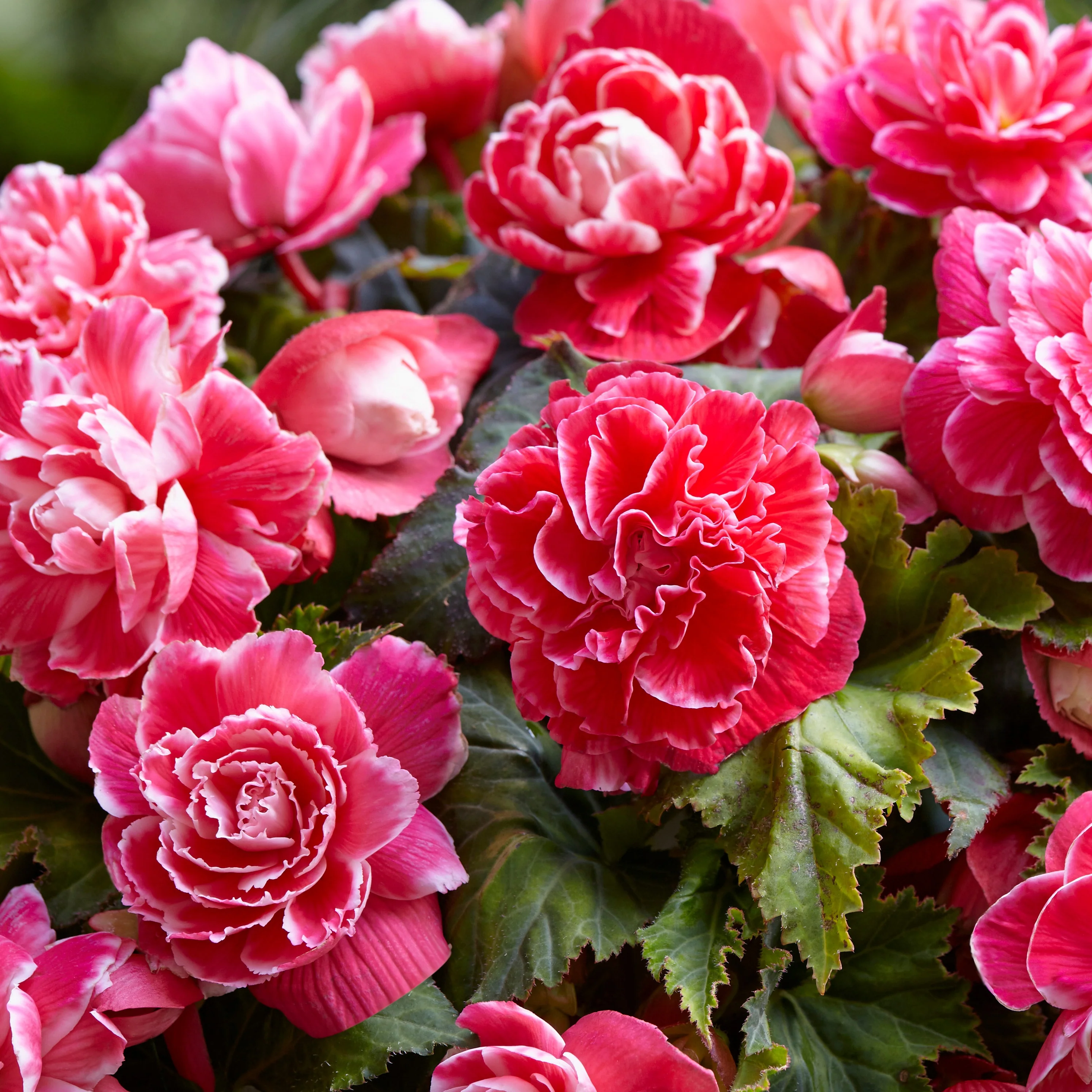 5 Bégonias à fleurs de Camélia - Image 3