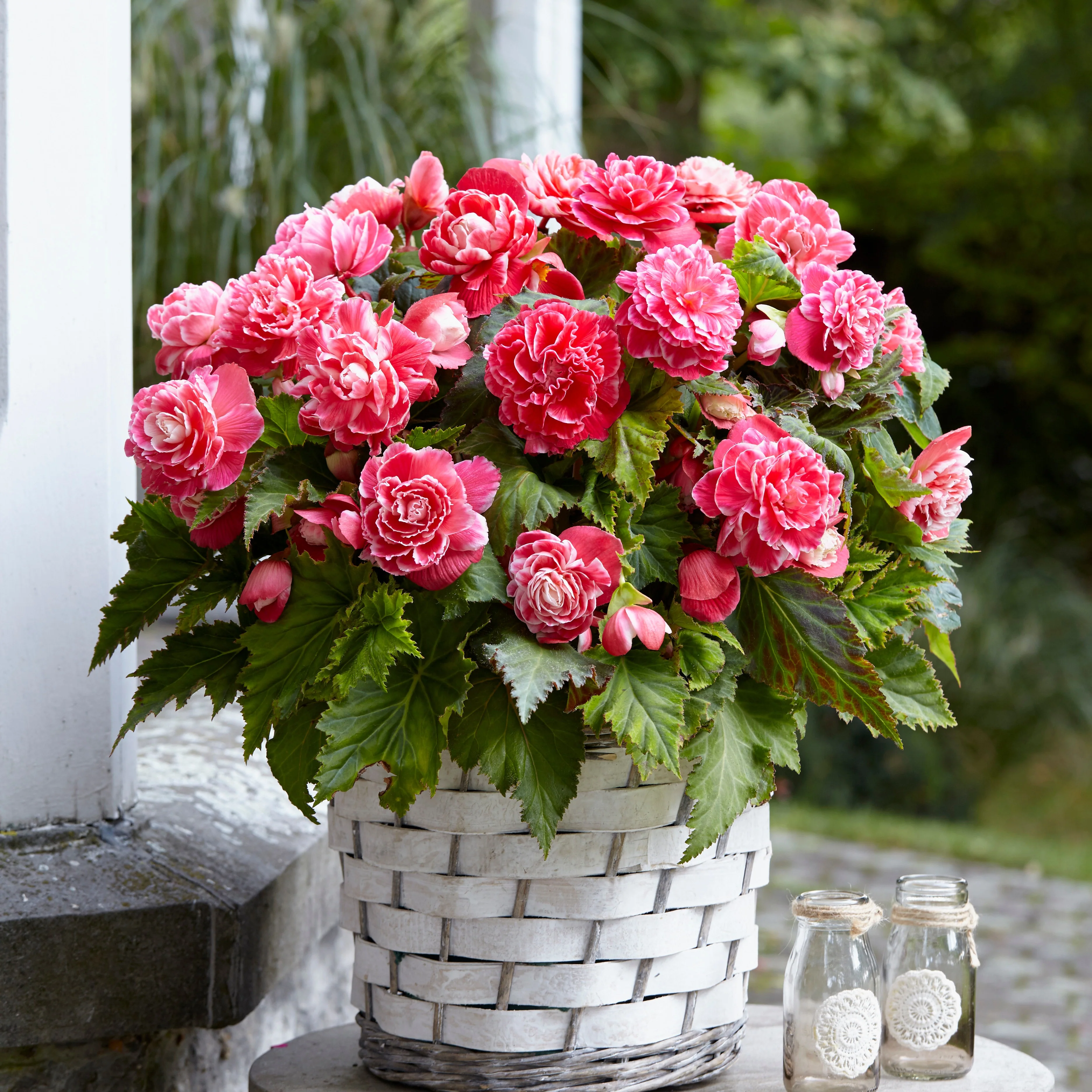5 Bégonias à fleurs de Camélia - Image 4