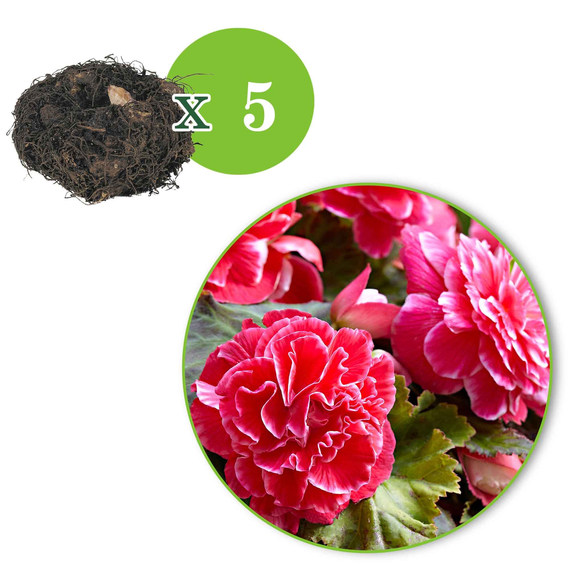 5 Bégonias à fleurs de Camélia - Image 5
