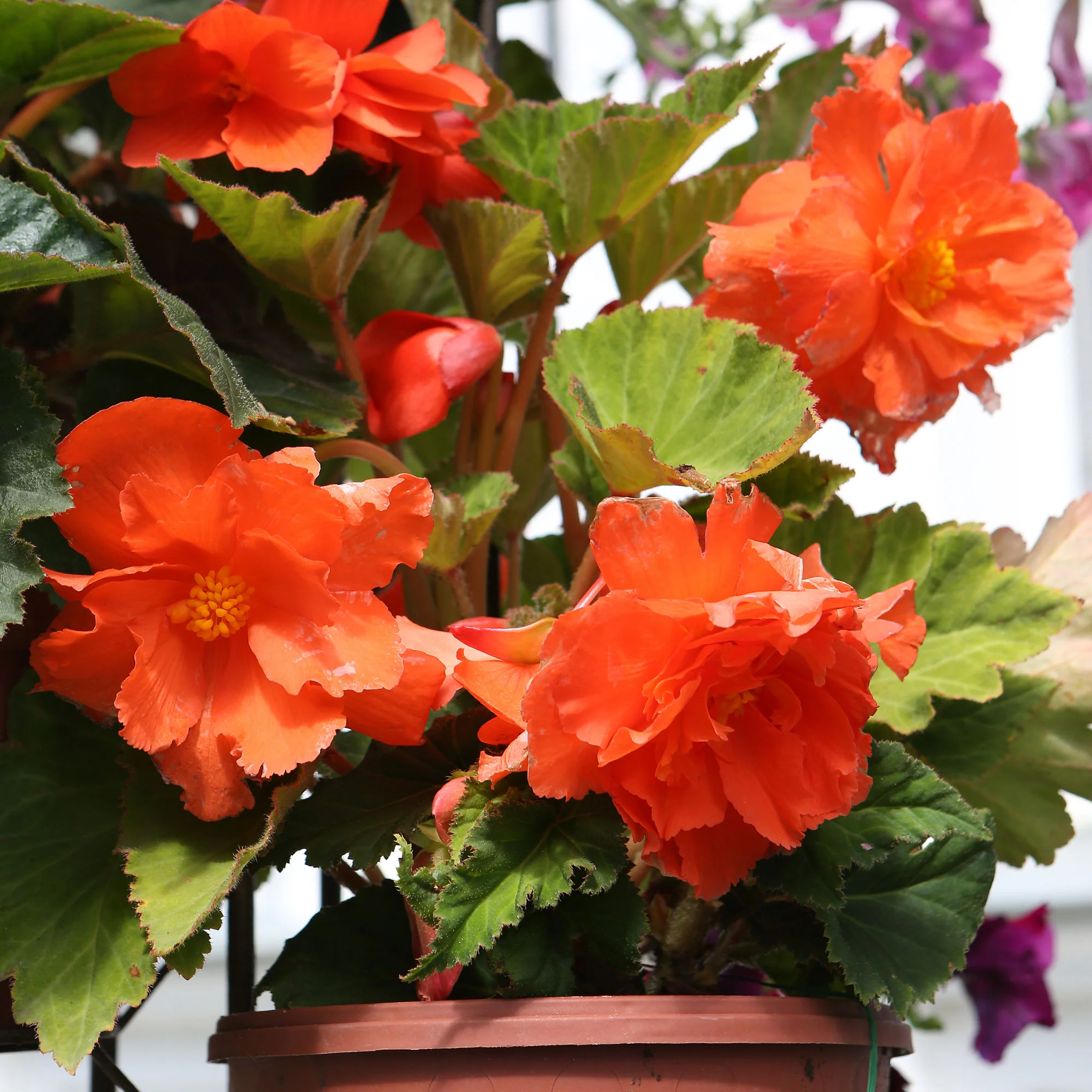 Bégonia à grandes fleurs oranges