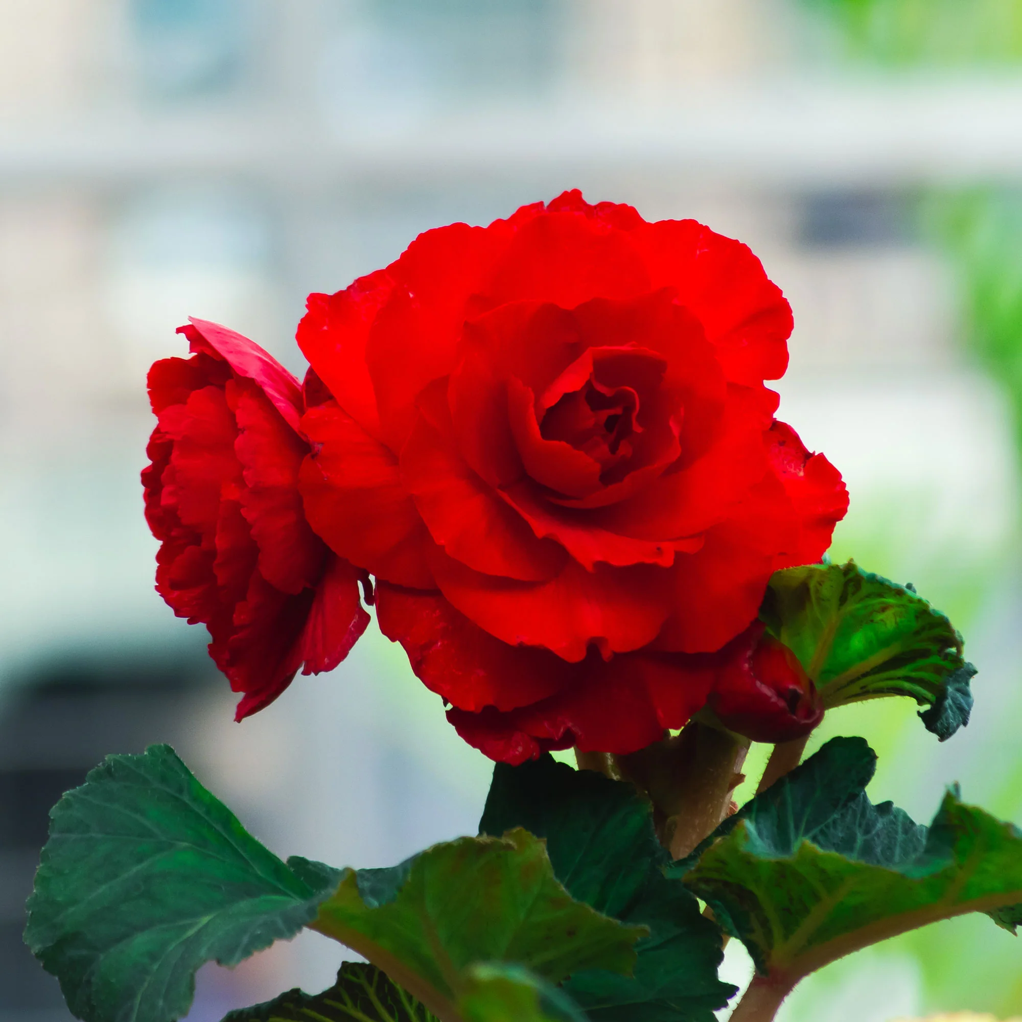 Bégonia à grandes fleurs rouges - Image 2