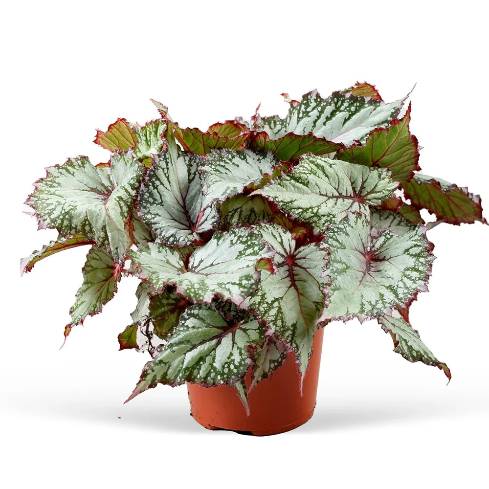 Bégonia Begonia 'Asian Tundra'