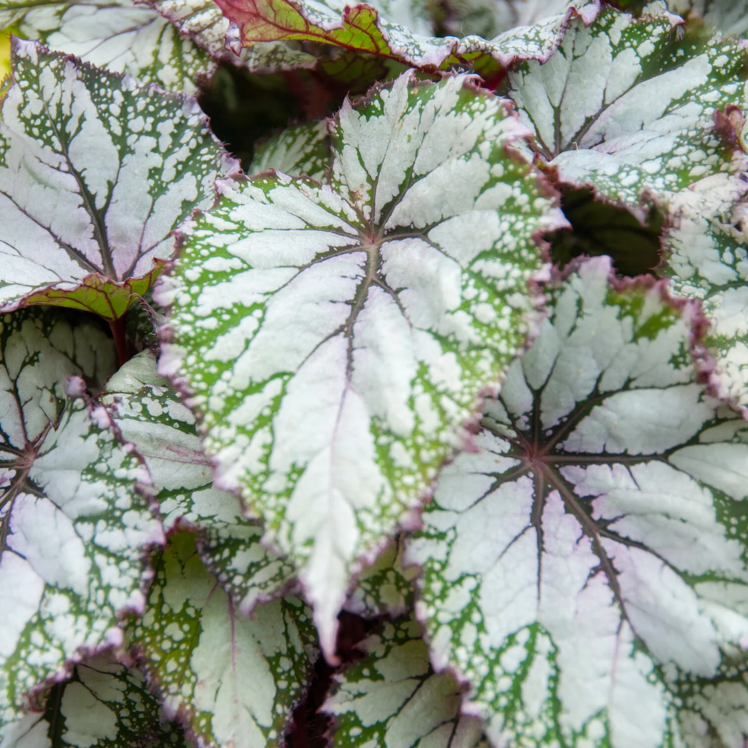 Bégonia Begonia 'Asian Tundra' - Image 2