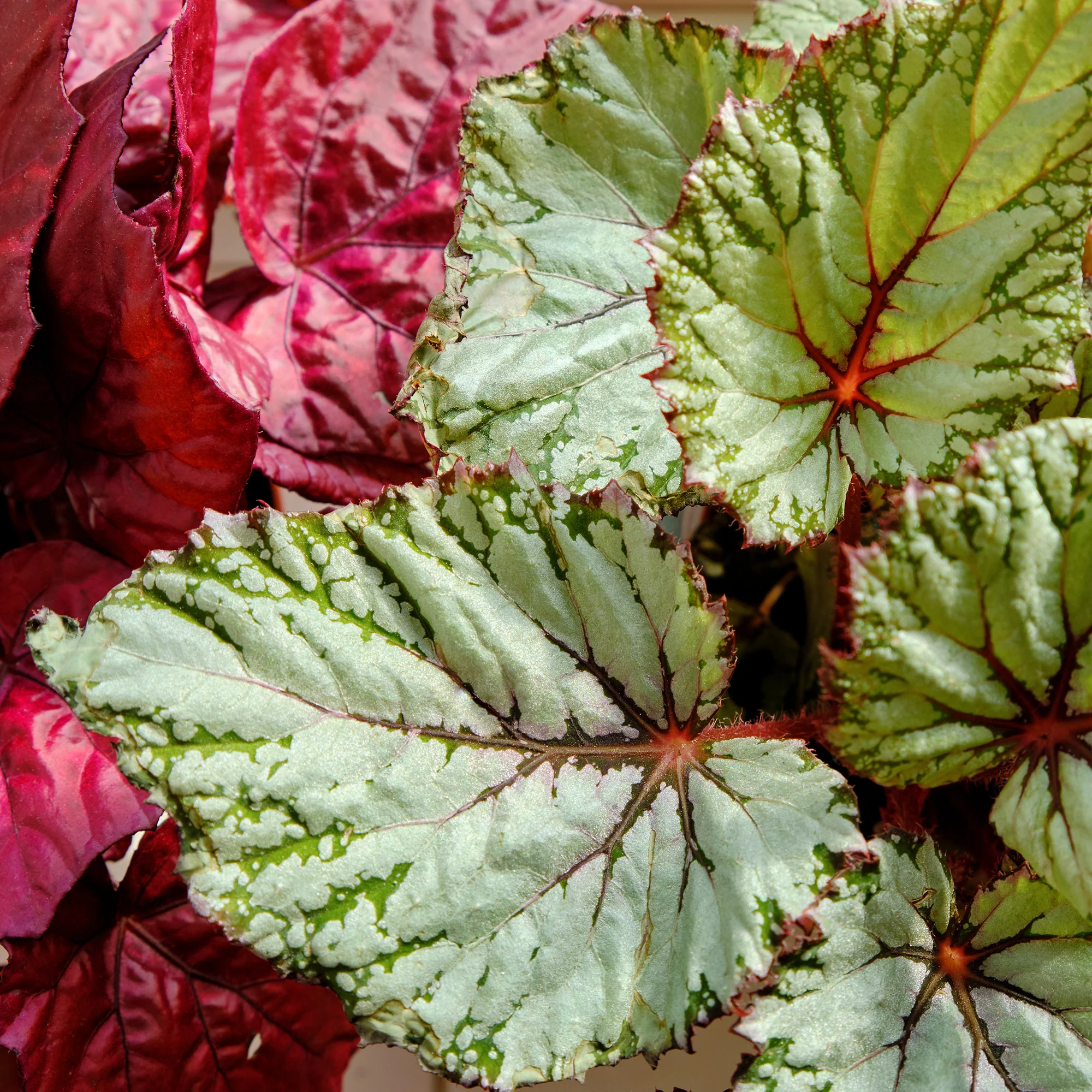 Bégonia Begonia 'Asian Tundra' - Image 3