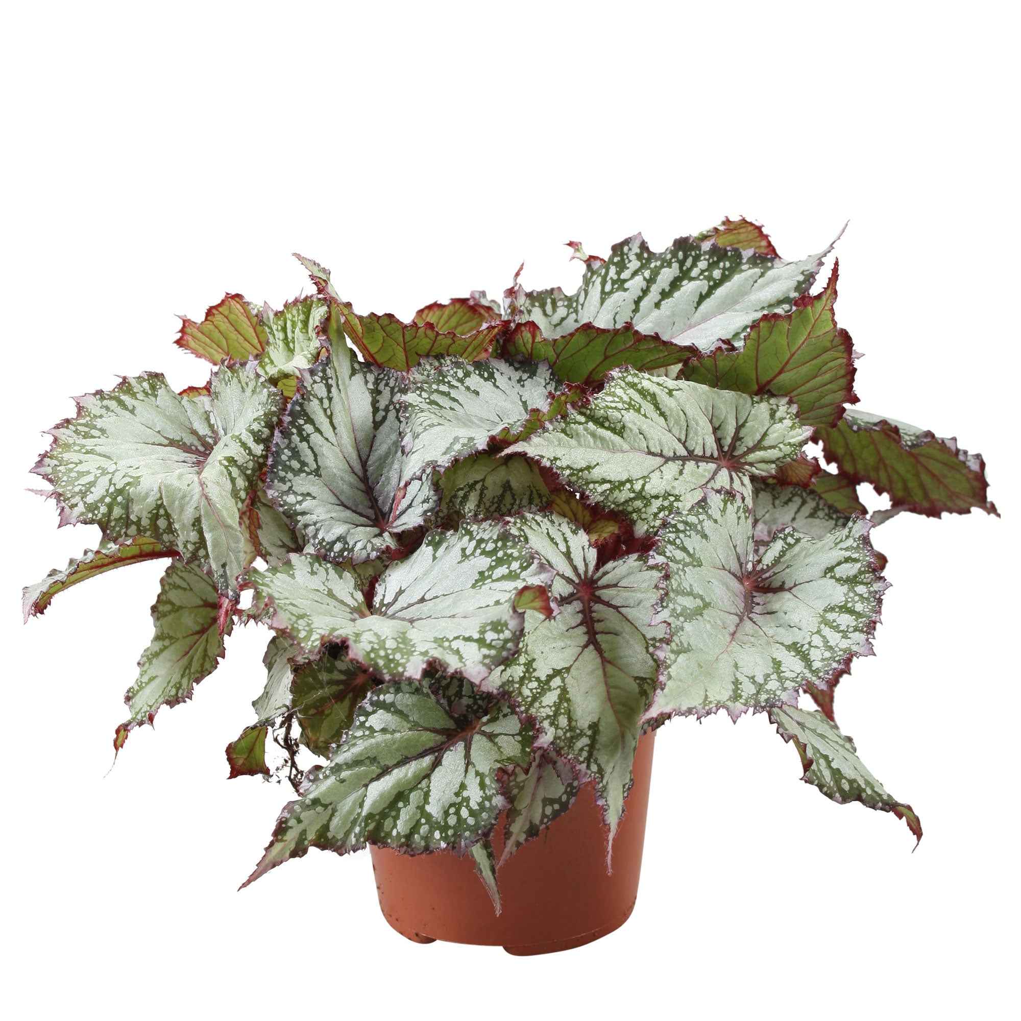 Bégonia Begonia 'Asian Tundra' - Image 4