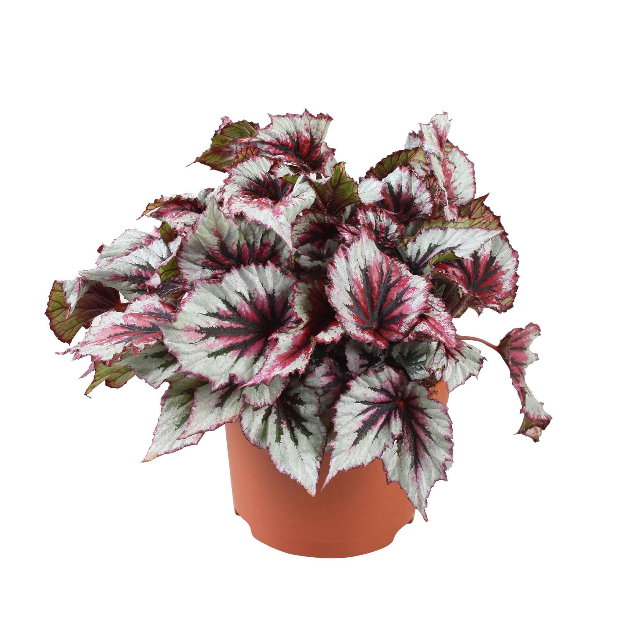 Bégonia Begonia 'Evening Glow' - Image 3