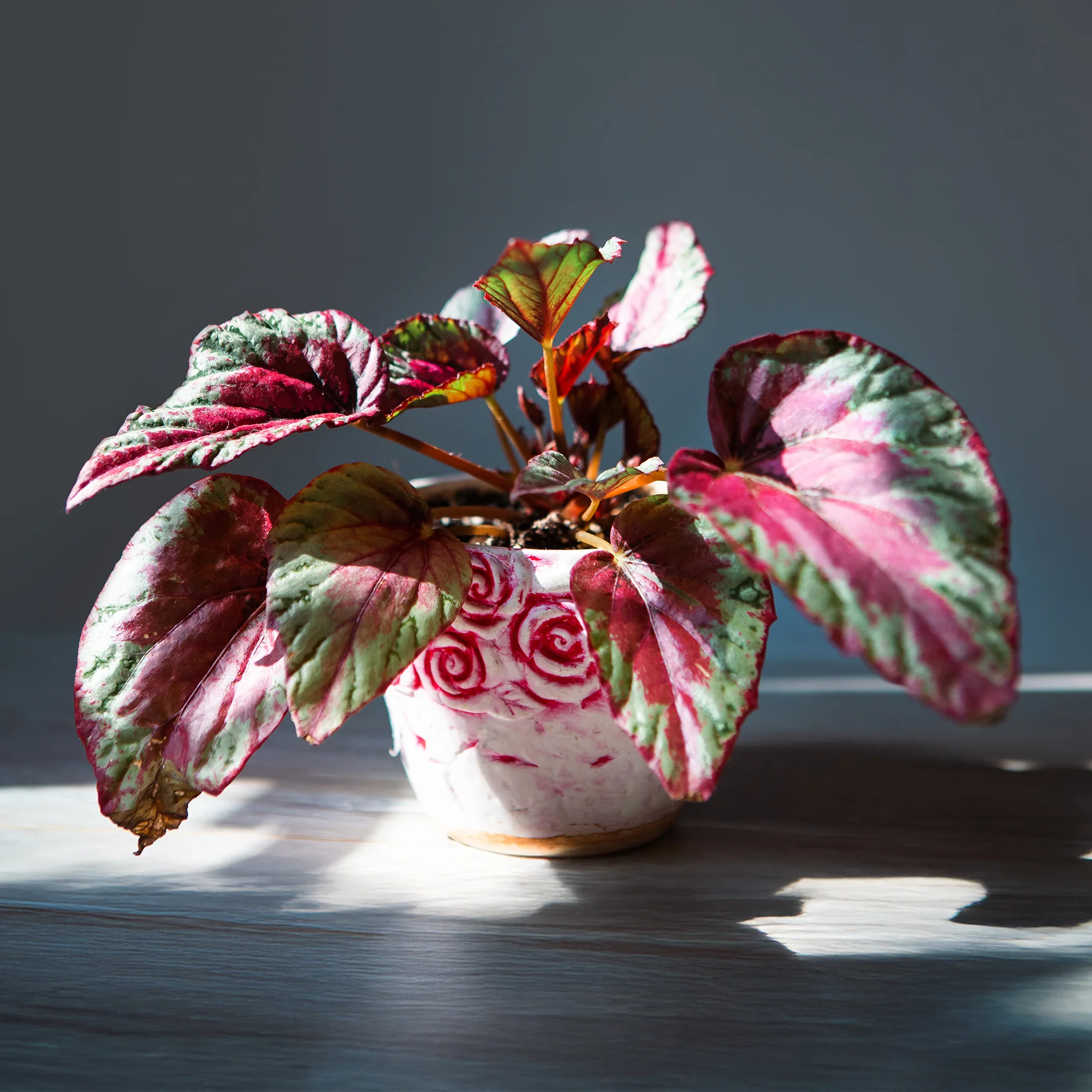 Bégonia Begonia 'Maui Sunset'