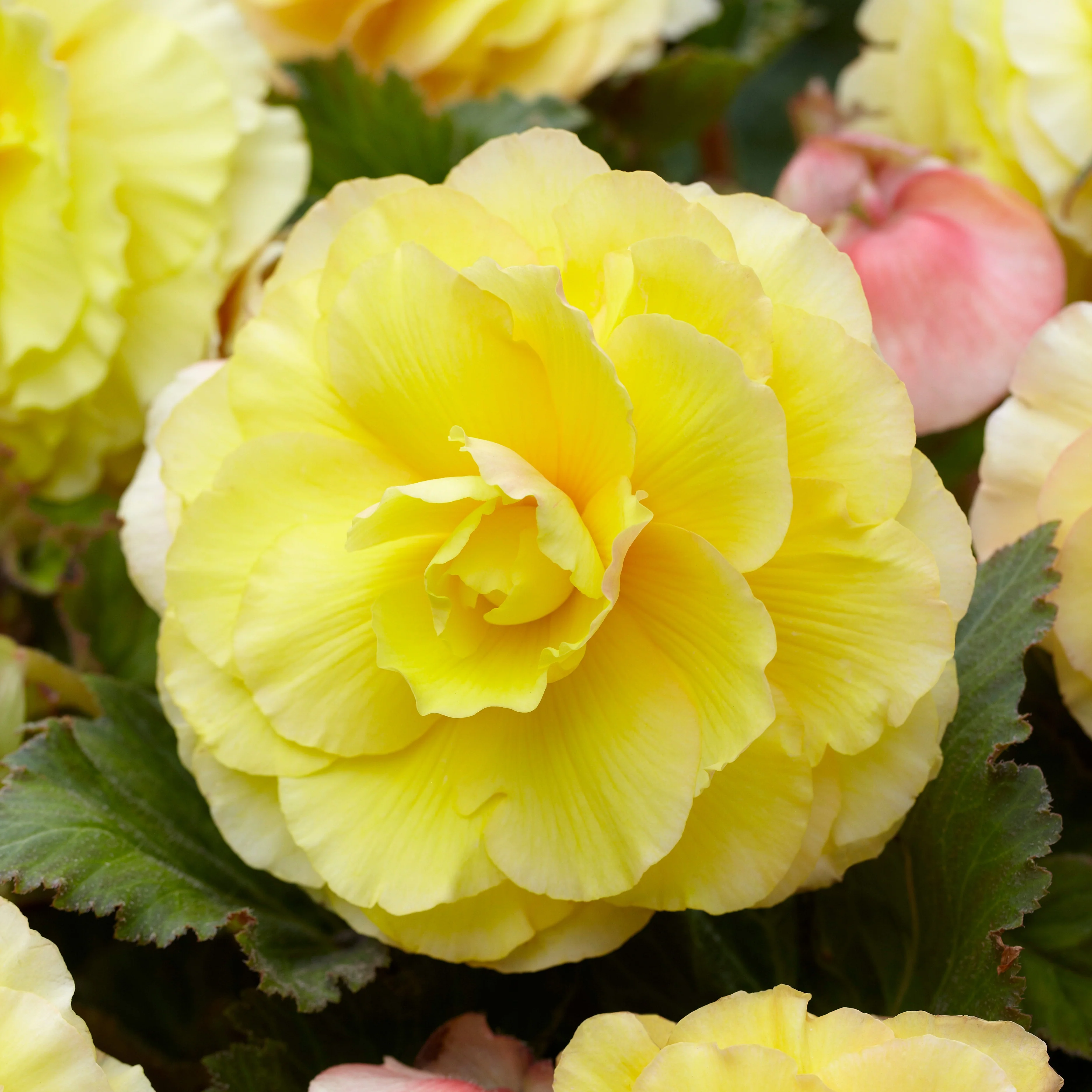 5 Bégonias doubles jaunes