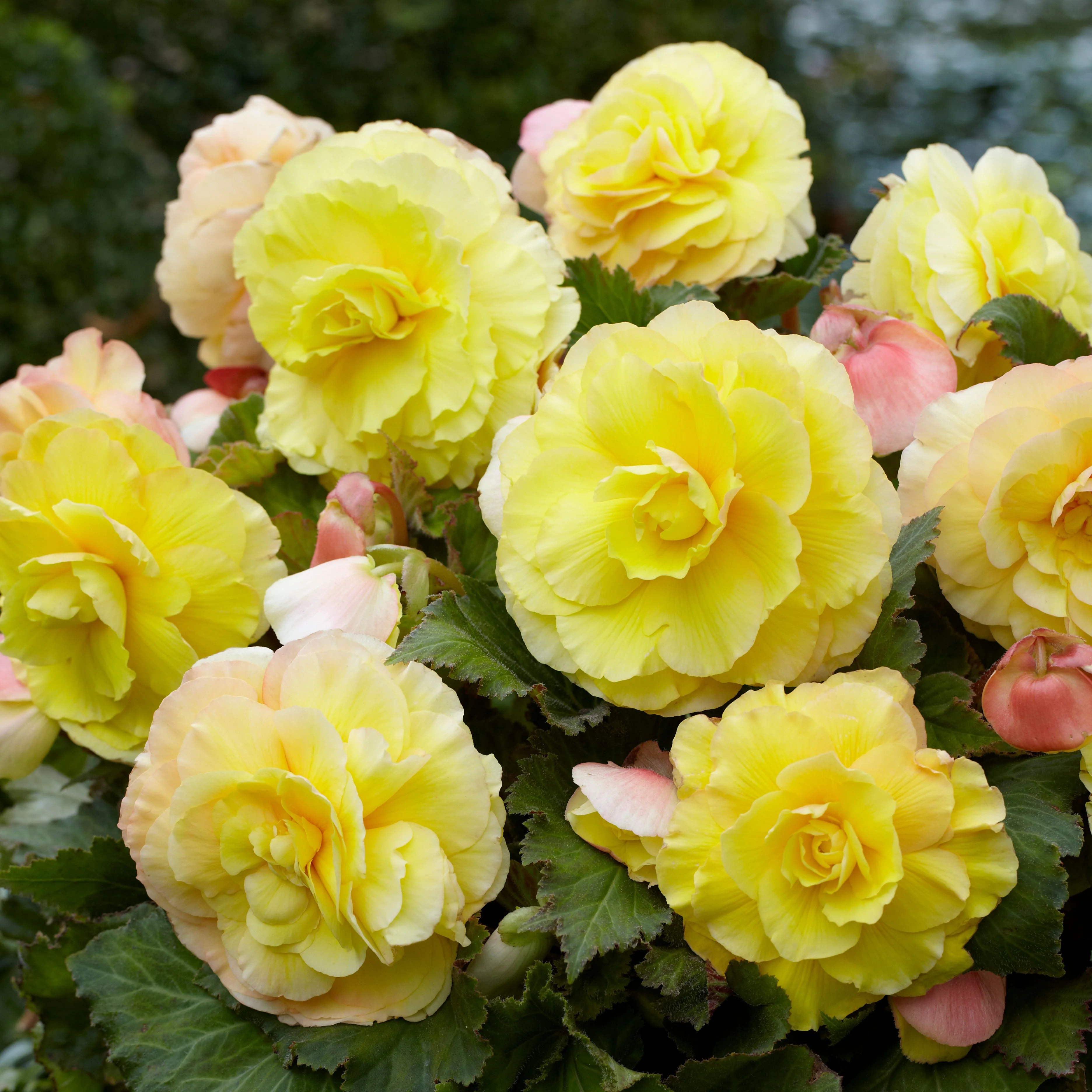 5 Bégonias doubles jaunes - Image 2