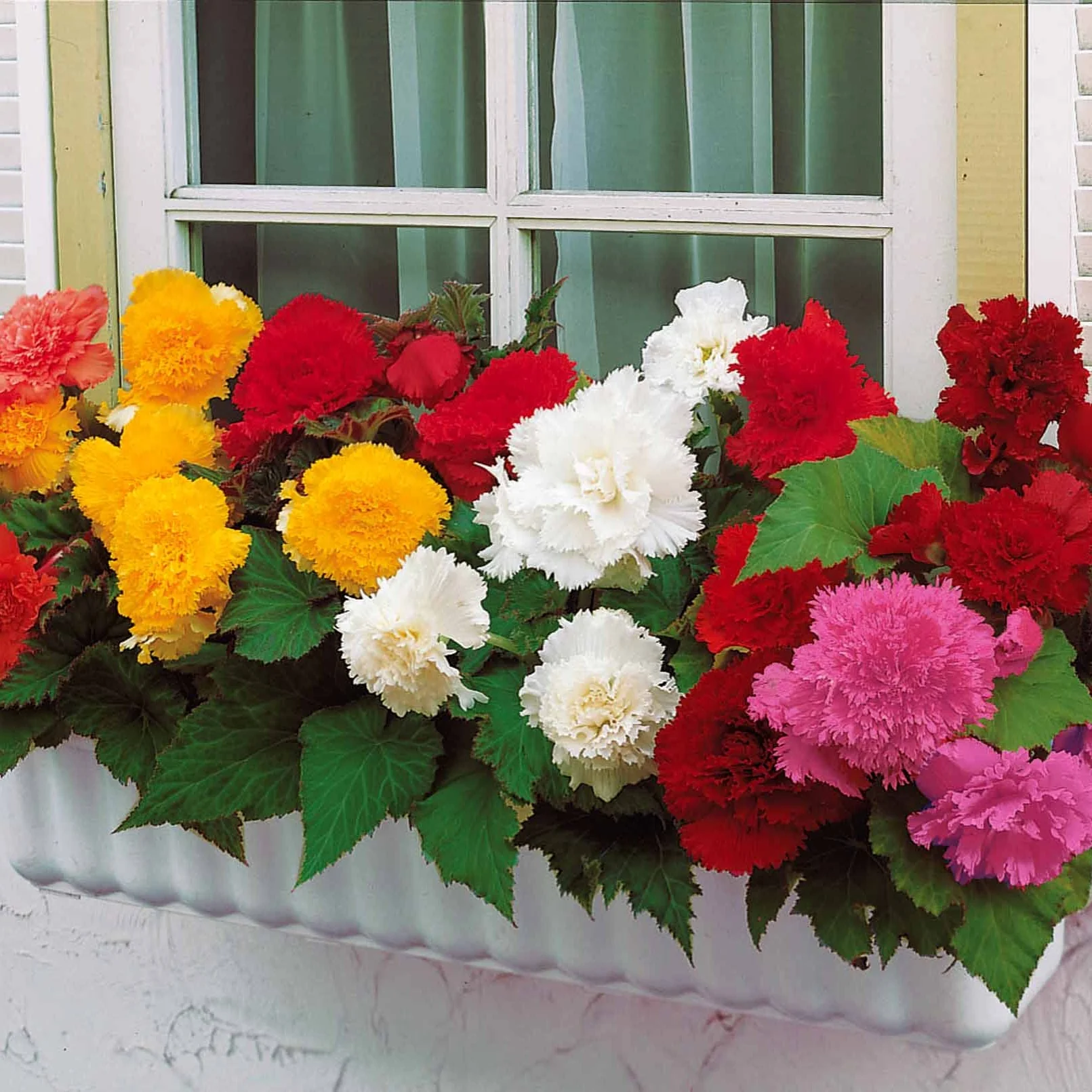 10 Bégonias frangés en mélange - Image 3