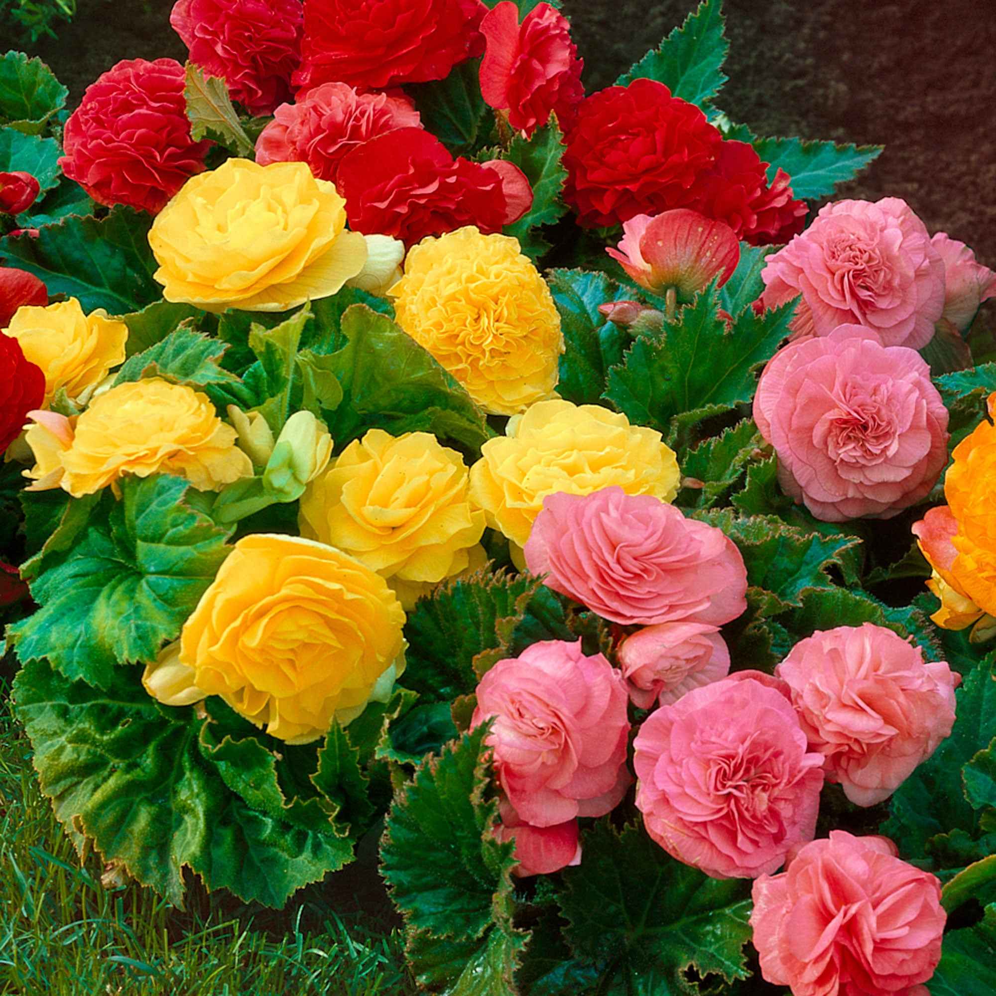 6 Bégonias multiflora Non Stop en mélange - Image 3