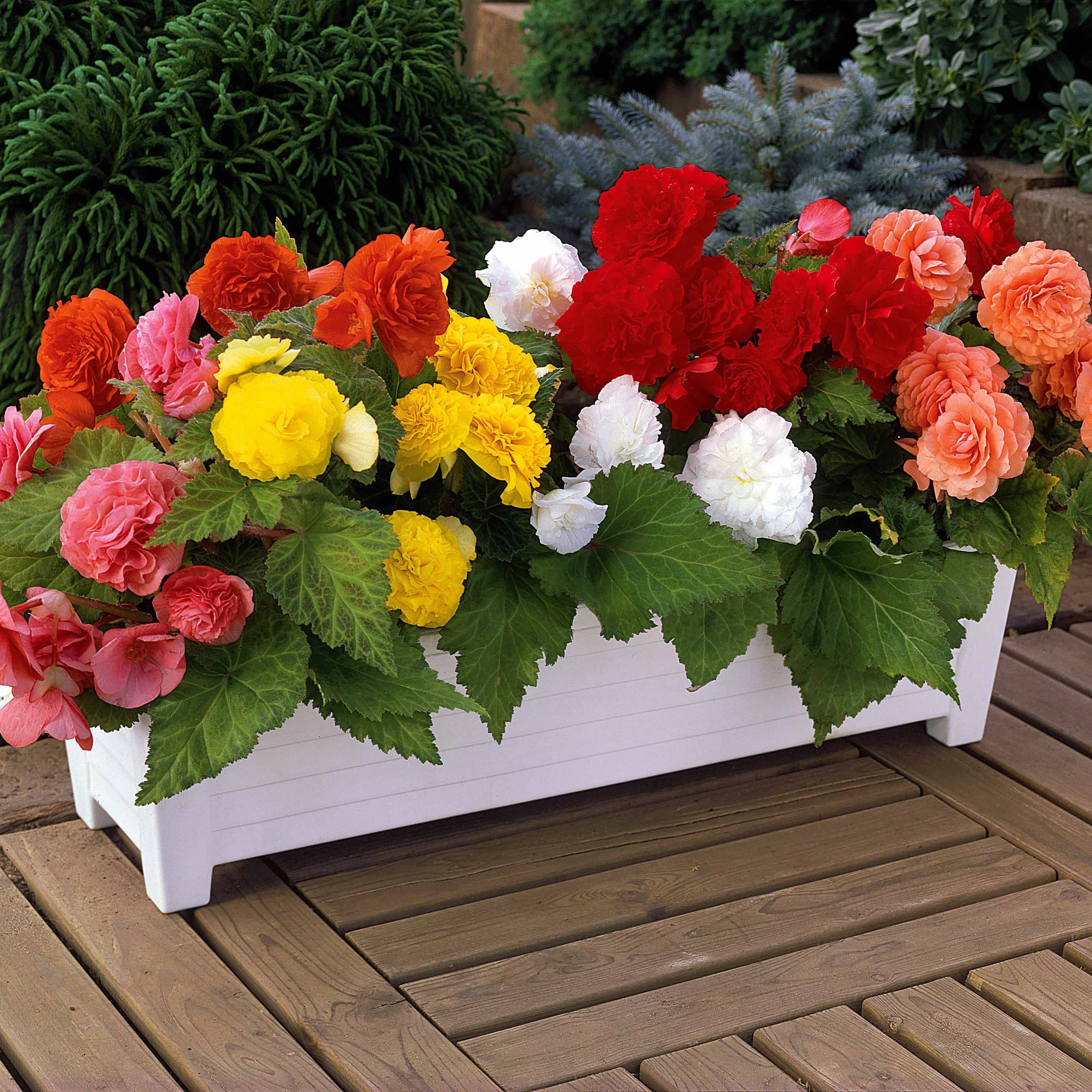 6 Bégonias multiflora Non Stop en mélange - Image 4
