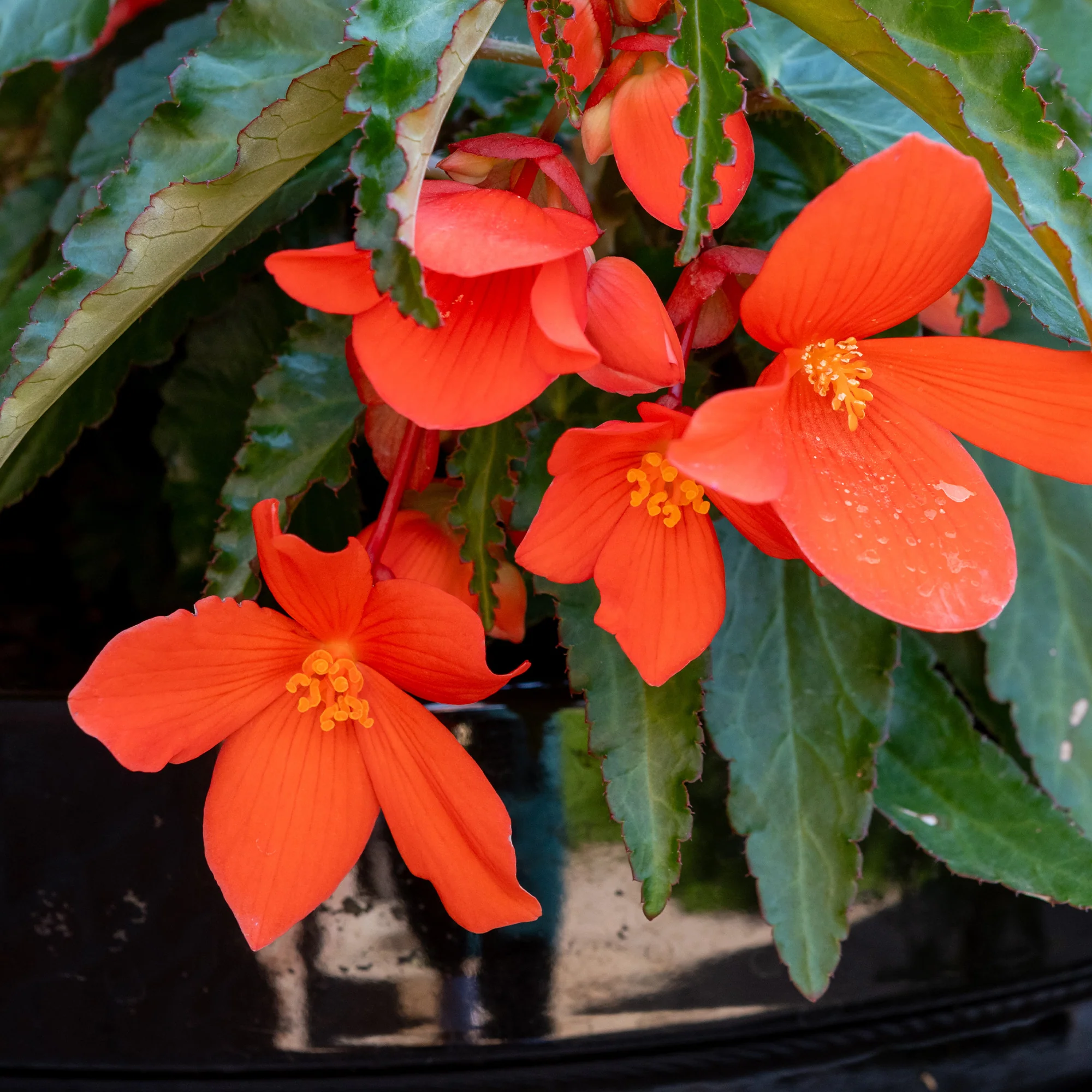 Bégonia retombant orange - Image 3