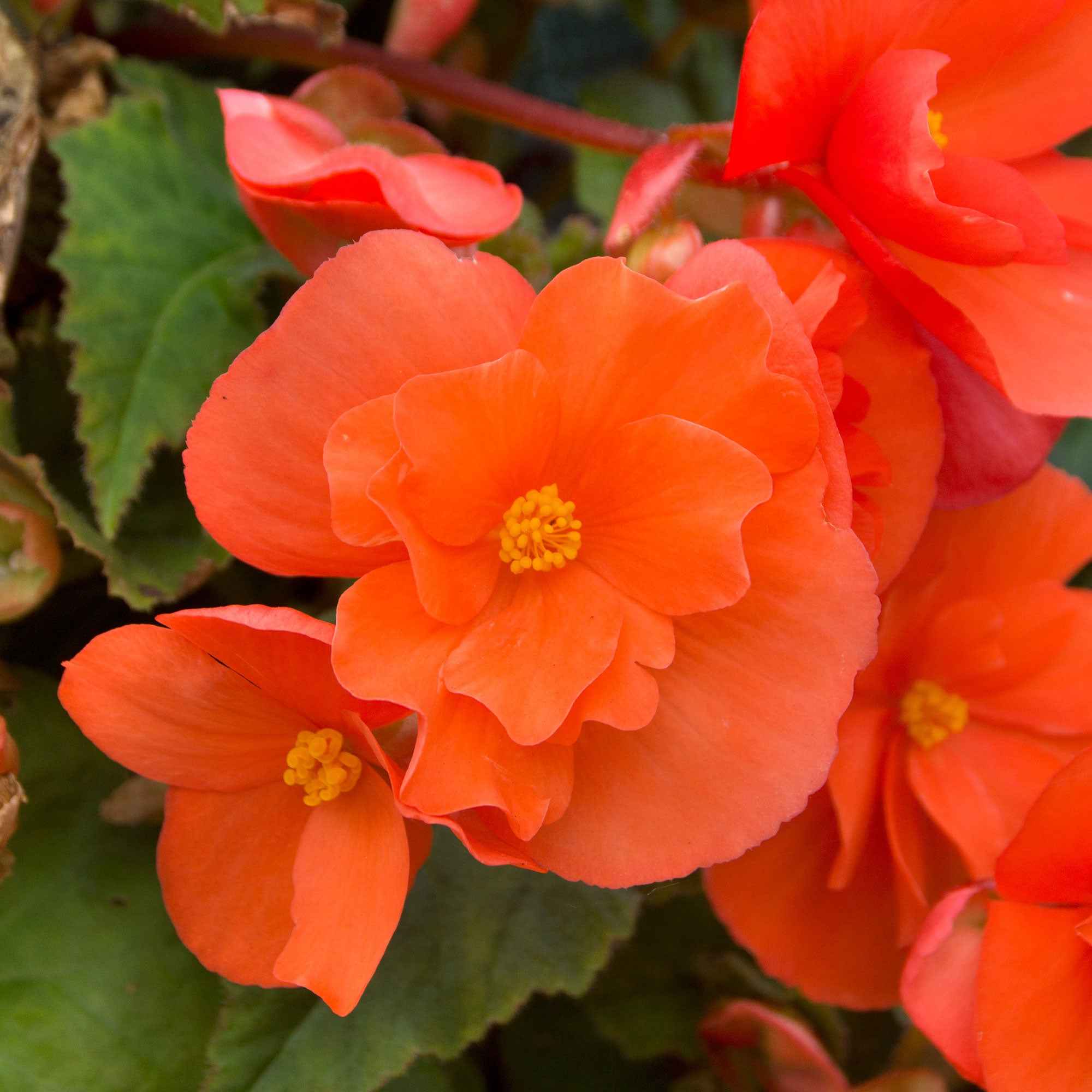 4 Bégonias retombants orange
