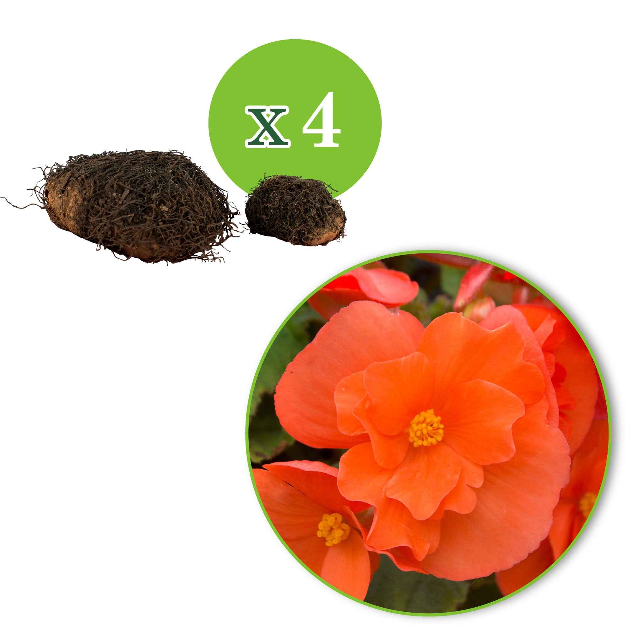 4 Bégonias retombants orange - Image 2