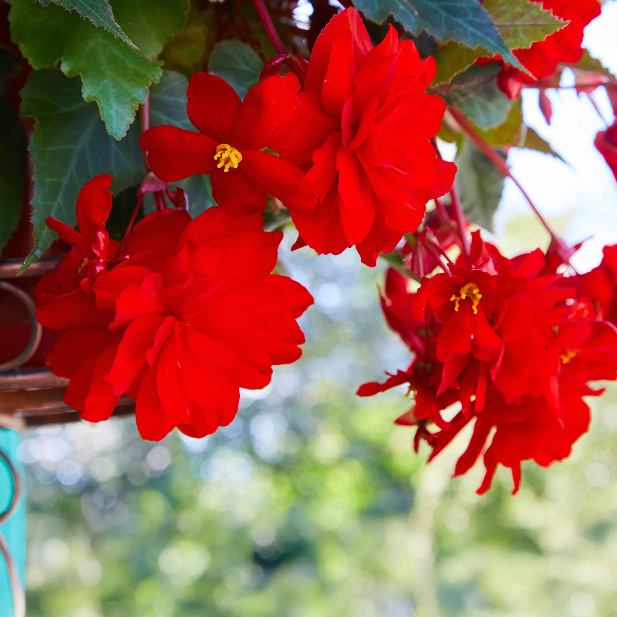 Bégonia retombant rouge - Image 2