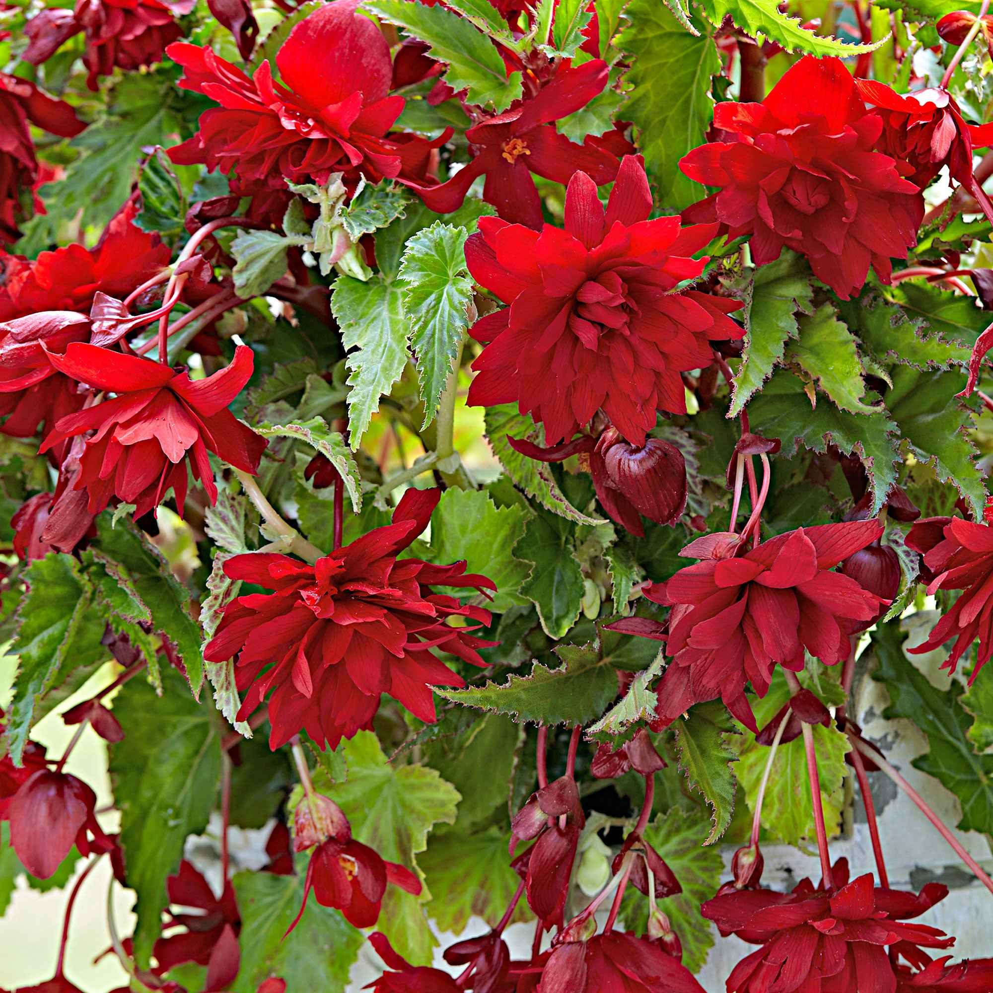 5 Bégonias retombants Scarlet