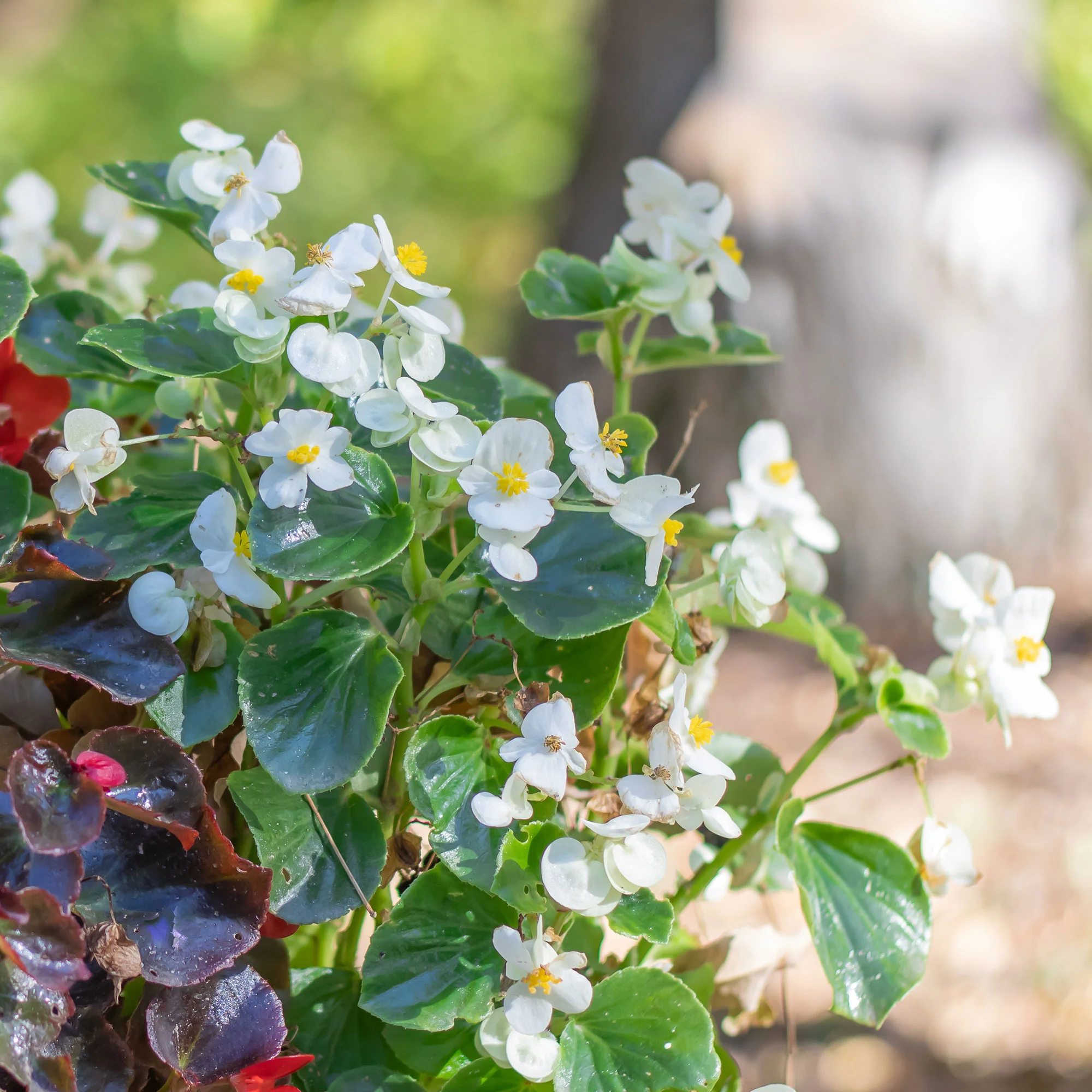 Bégonia semperflorens blanc - Image 2