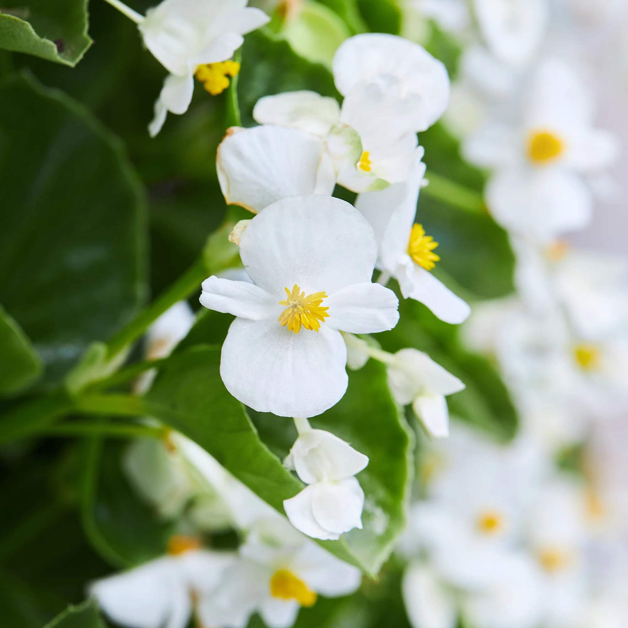 Bégonia semperflorens blanc - Image 3