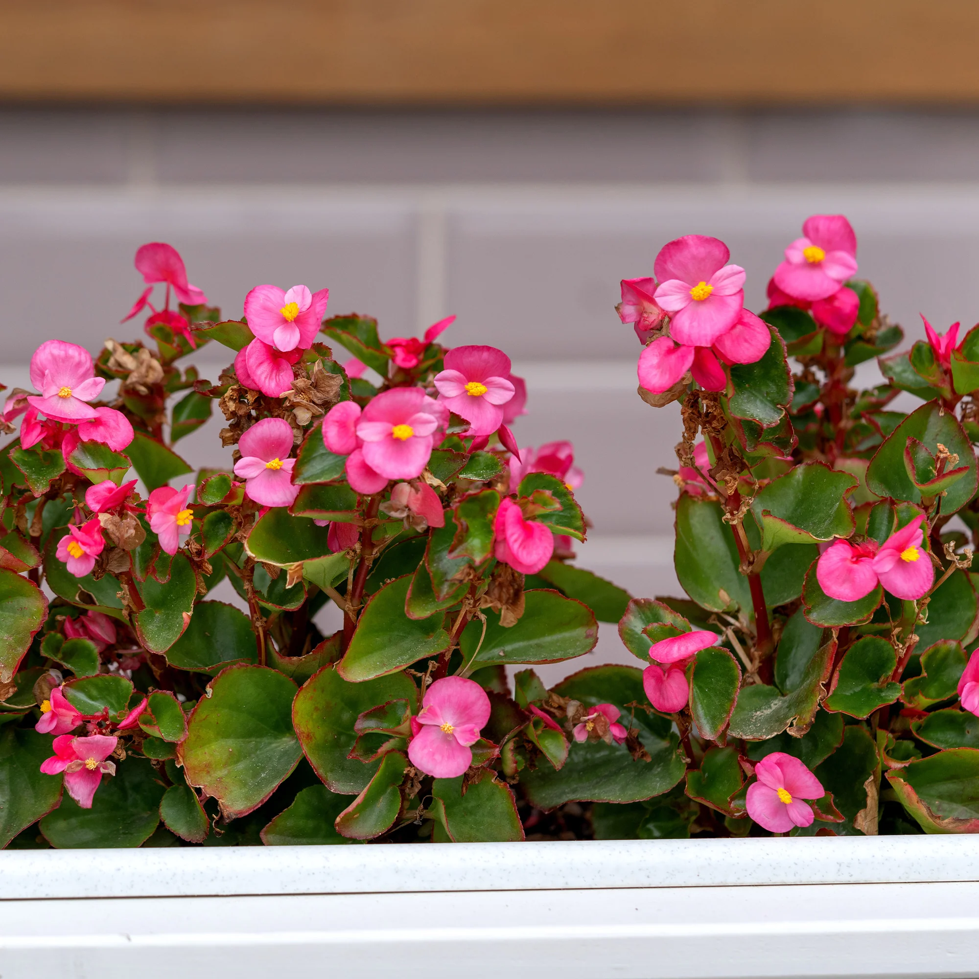 Bégonia semperflorens rose - Image 2