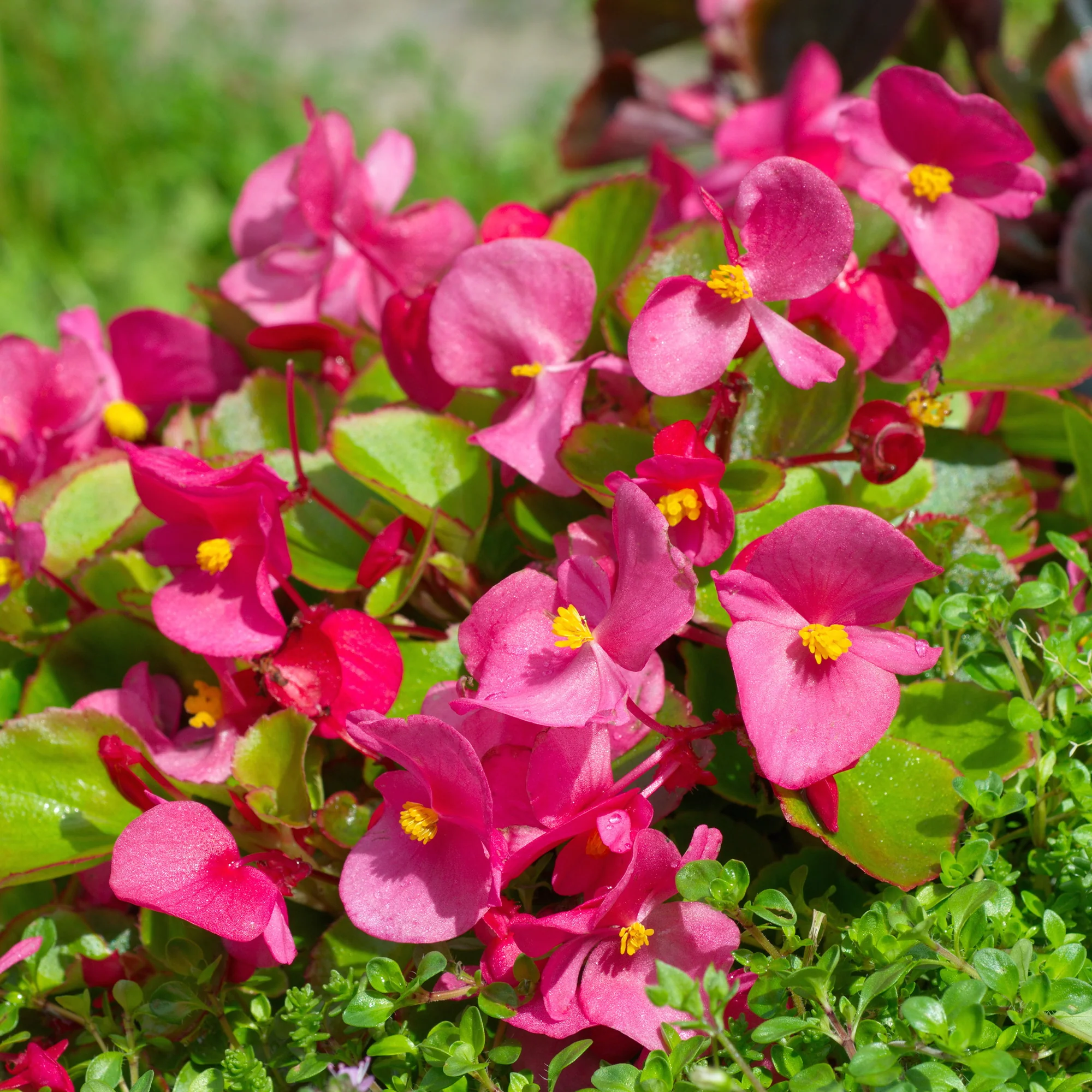Bégonia semperflorens rose - Image 4
