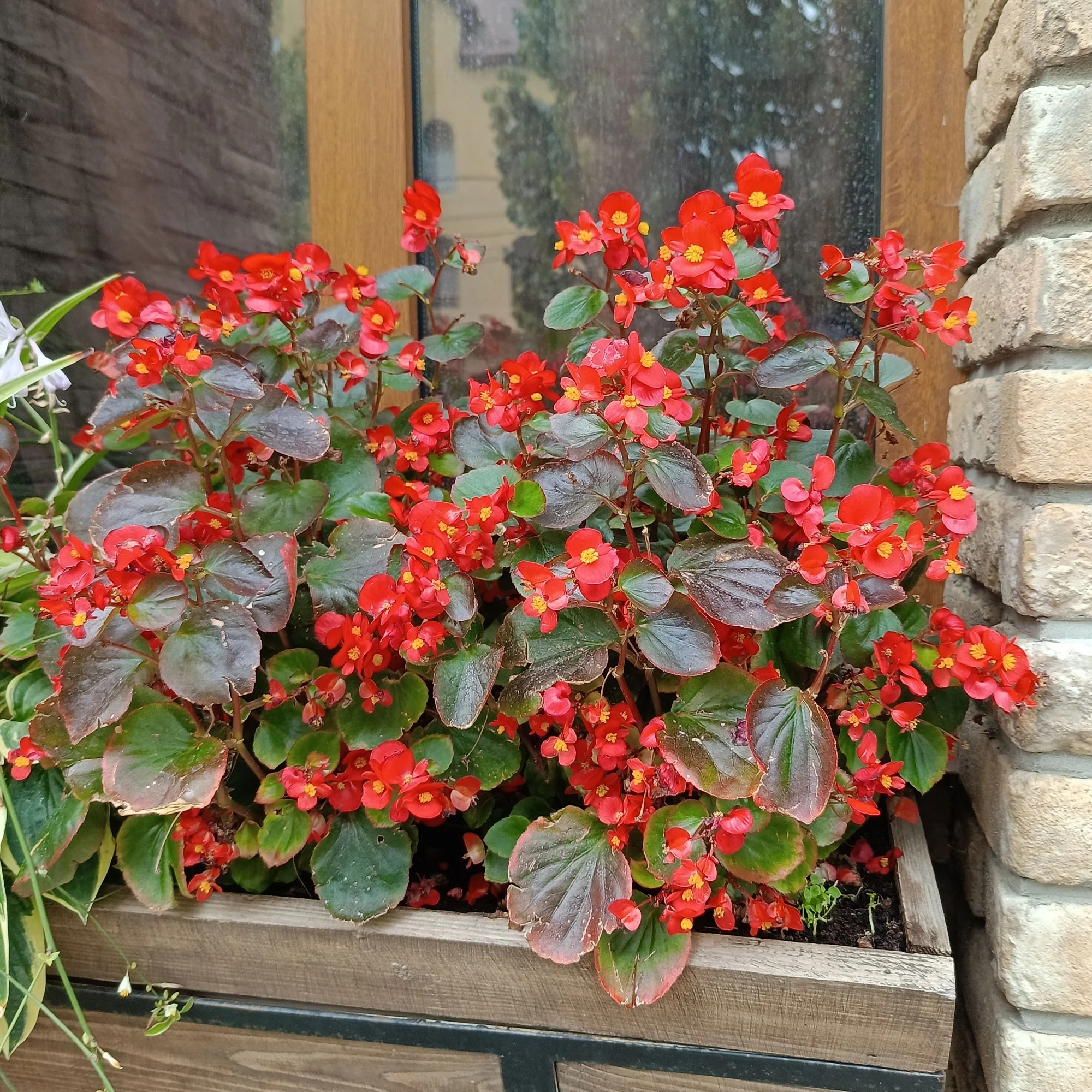 Bégonia semperflorens rouge - Image 3