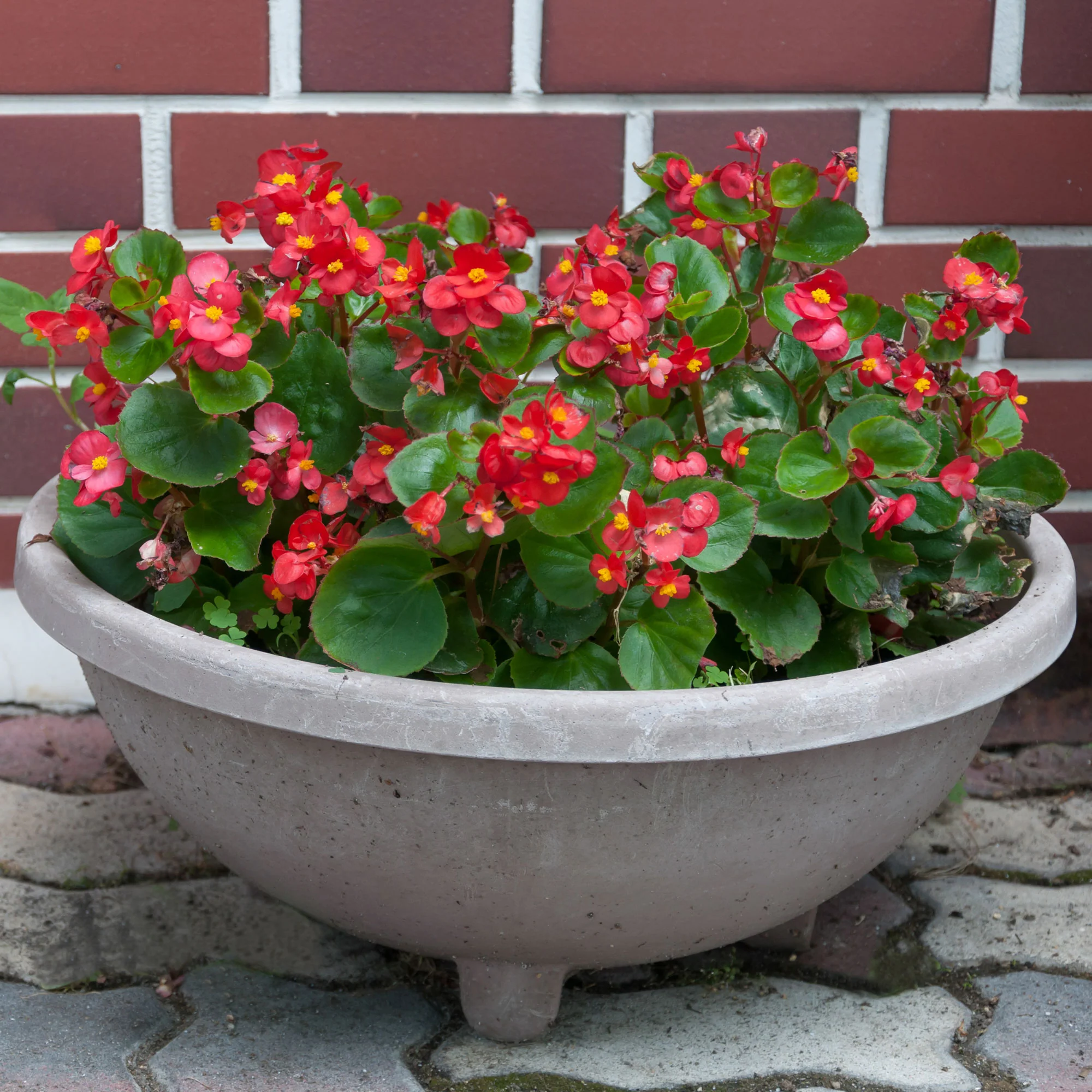 Bégonia semperflorens rouge - Image 4