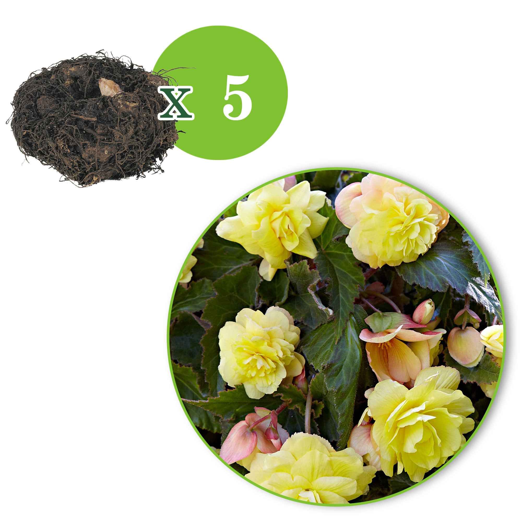 5 Bégonias parfumées Sunny Dream - Image 3