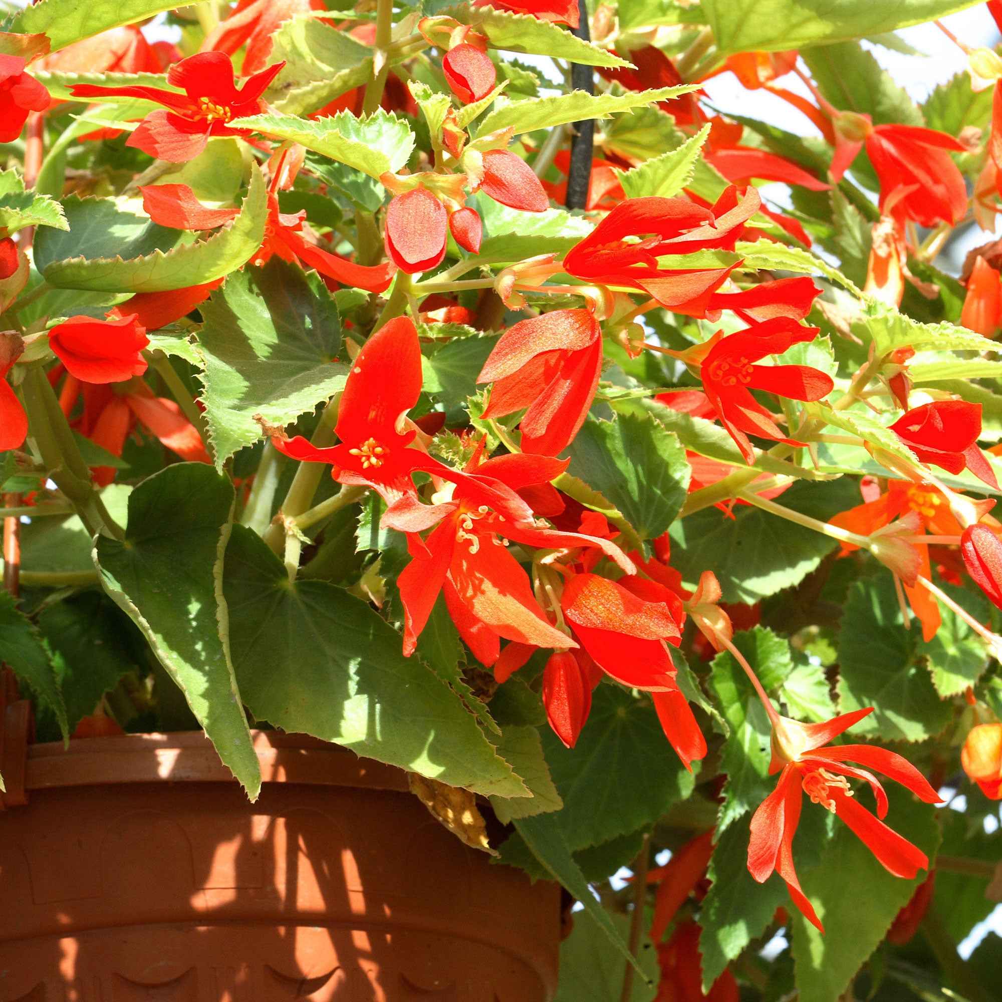 2 Bégonias Tanaïs