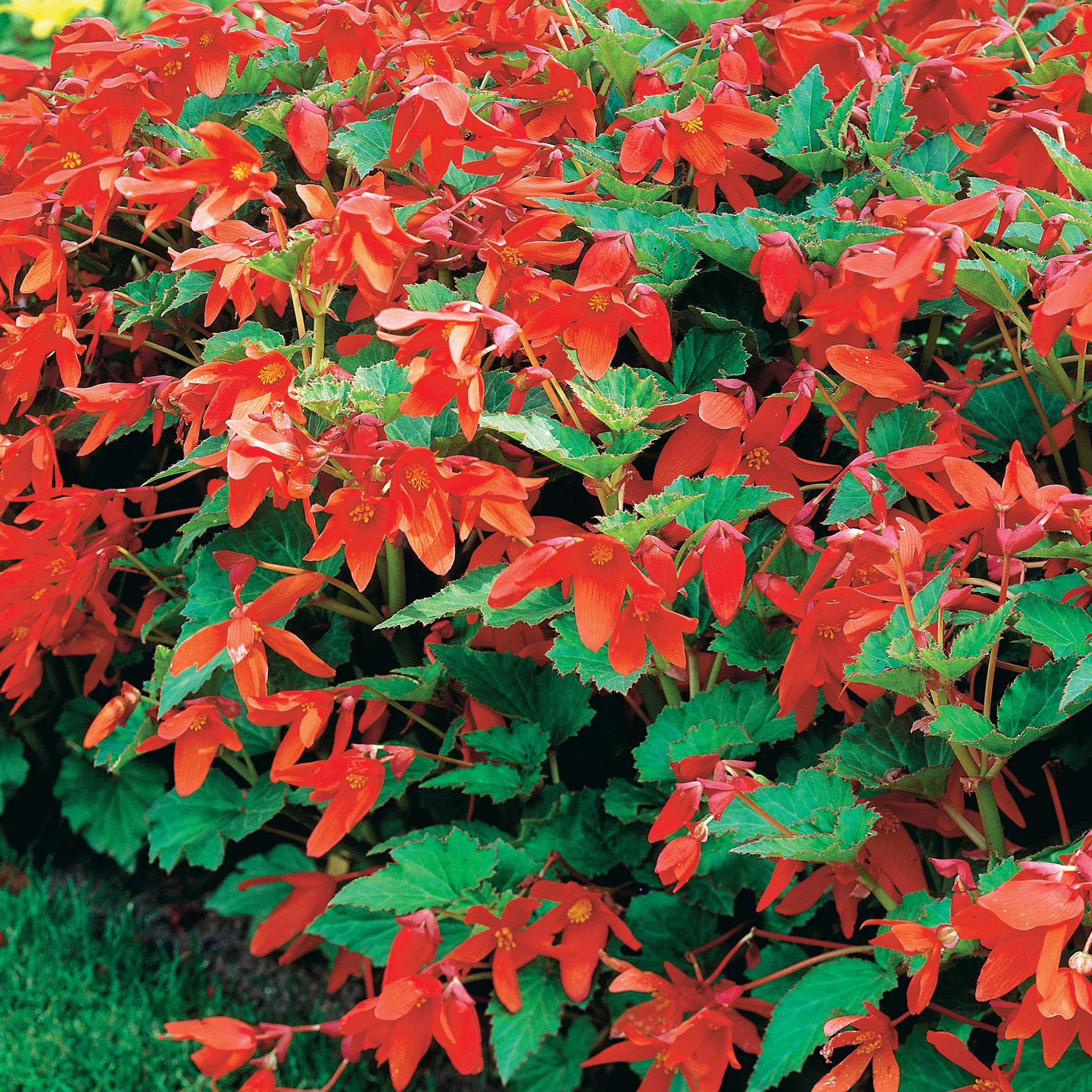 2 Bégonias Tanaïs - Image 2