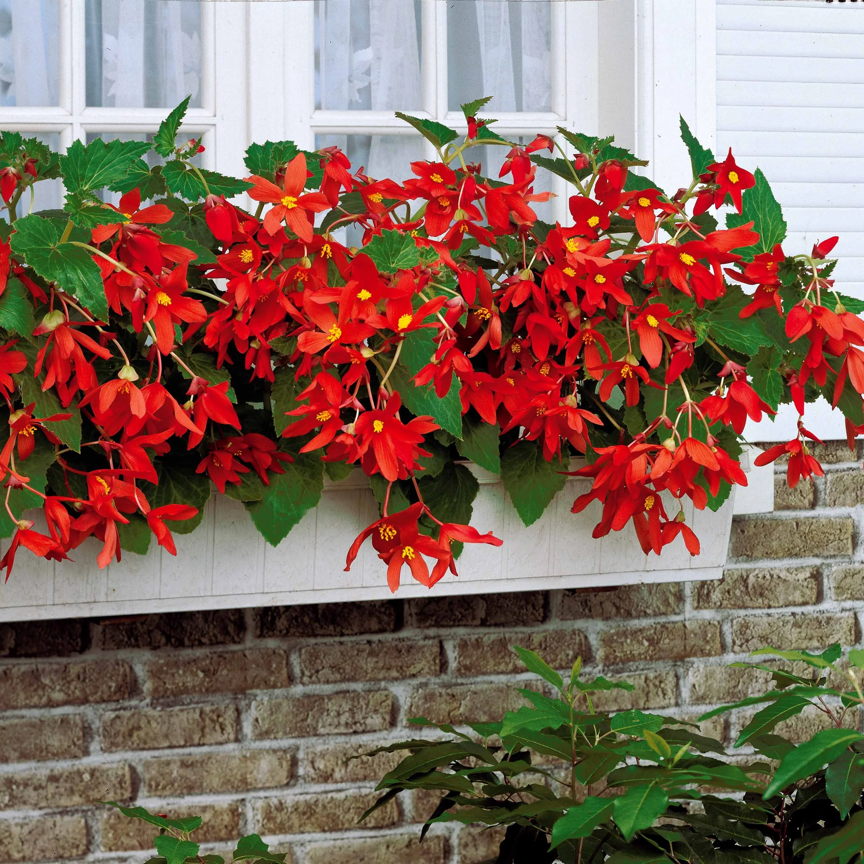 2 Bégonias Tanaïs - Image 3