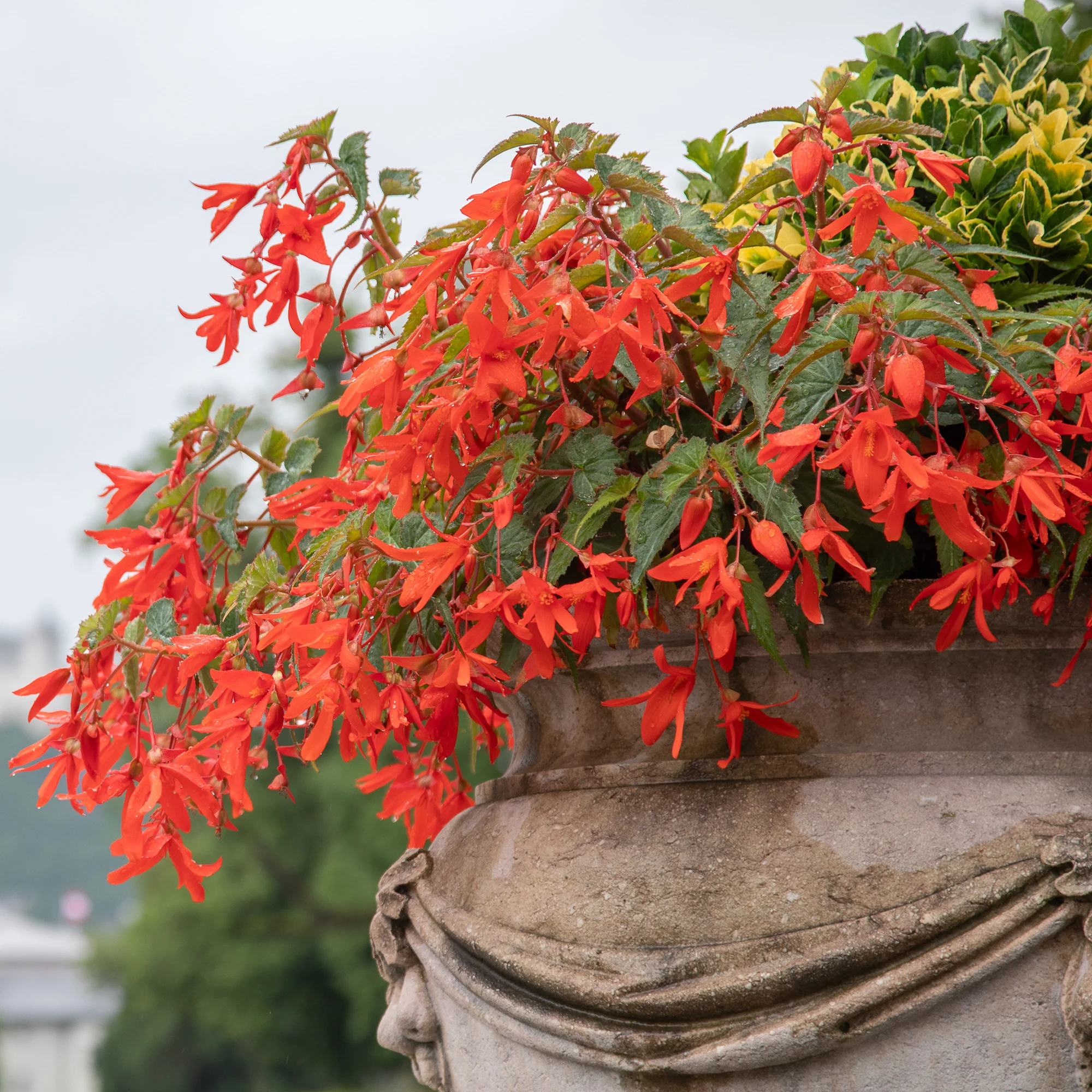 2 Bégonias Tanaïs - Image 4