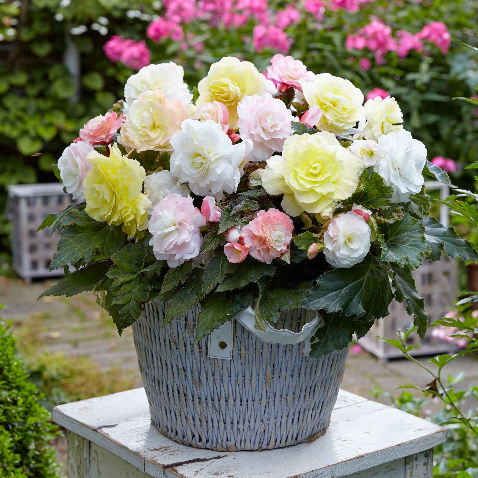 4 bégonias pastel crème et rose