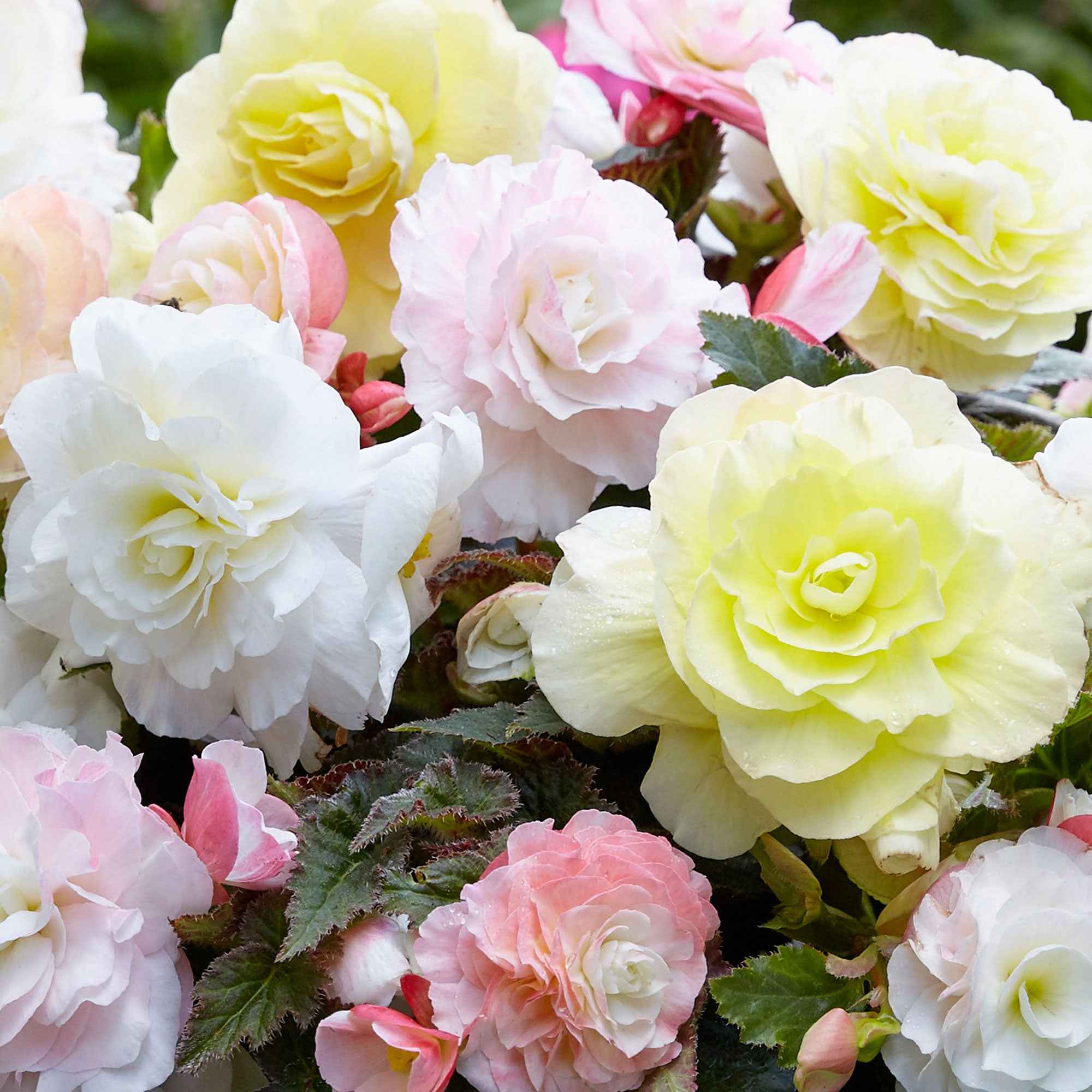 4 bégonias pastel crème et rose - Image 2