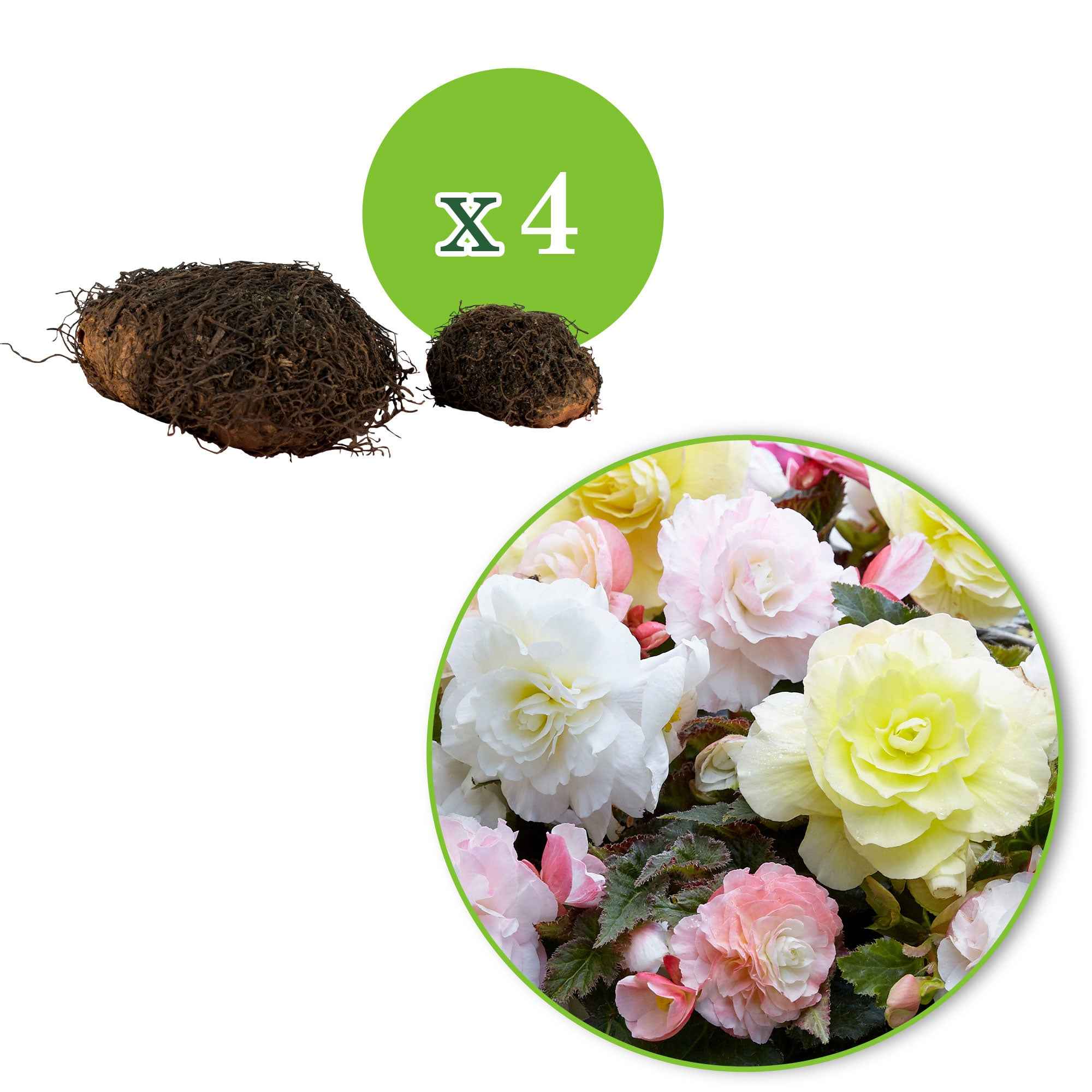 4 bégonias pastel crème et rose - Image 3