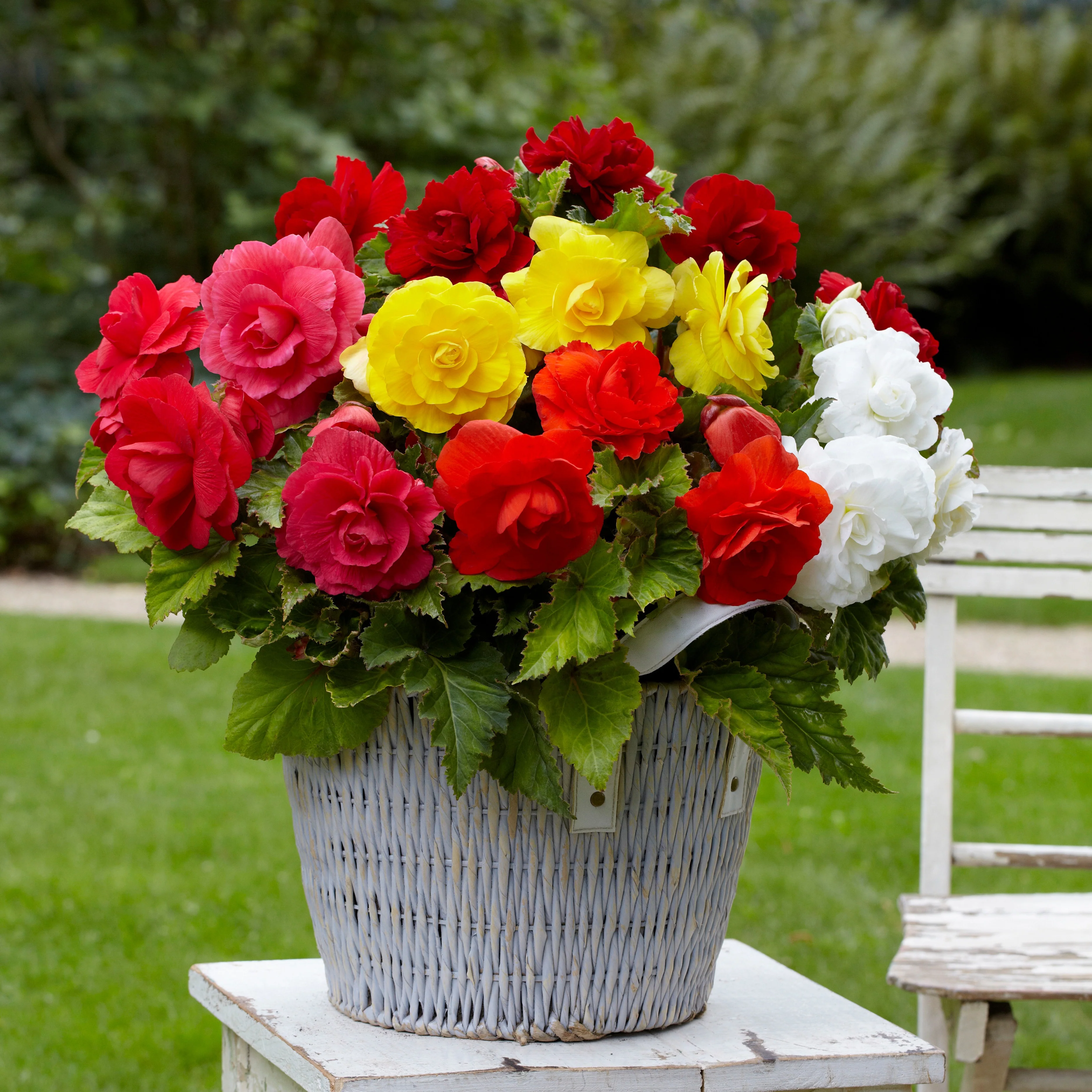 Bégonias doubles en mélange