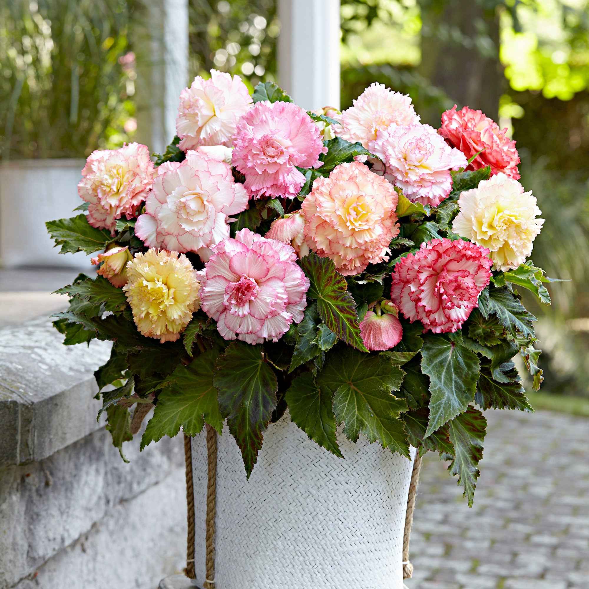 5 Bégonias Samba en mélange - Image 2