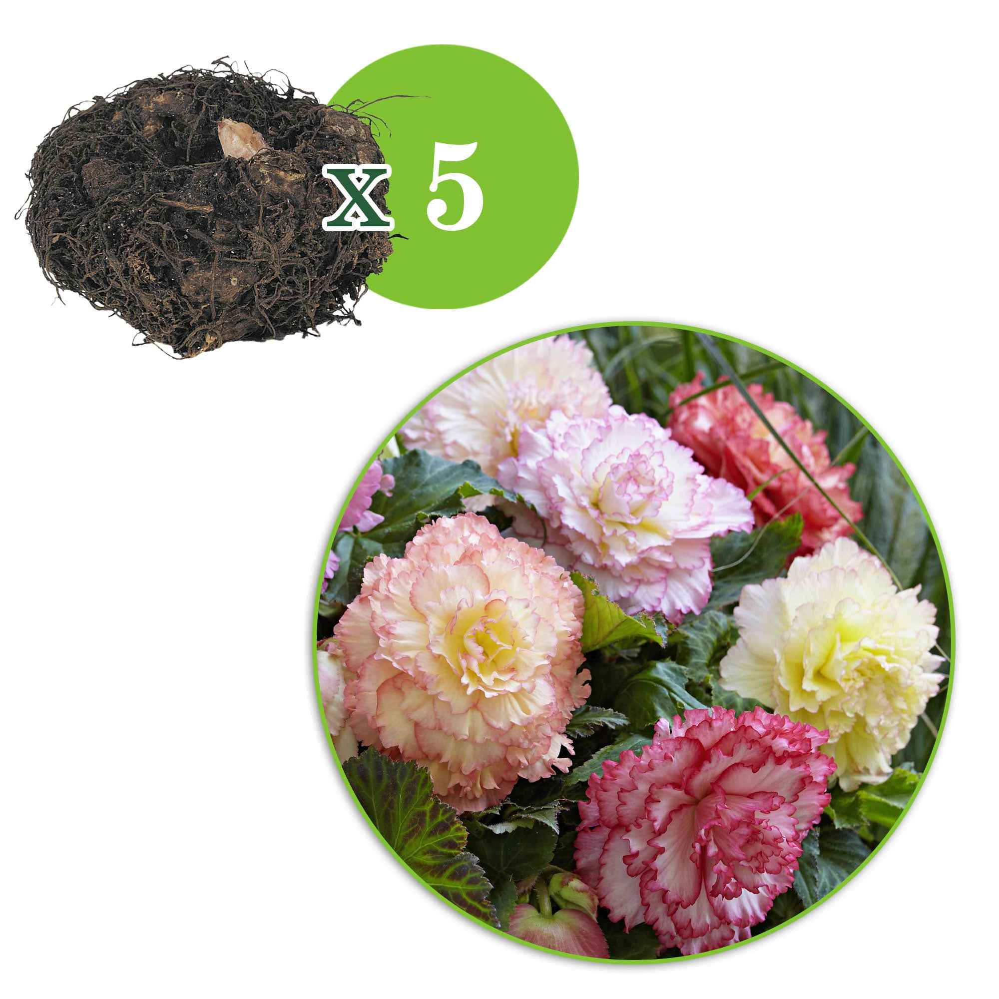 5 Bégonias Samba en mélange - Image 3