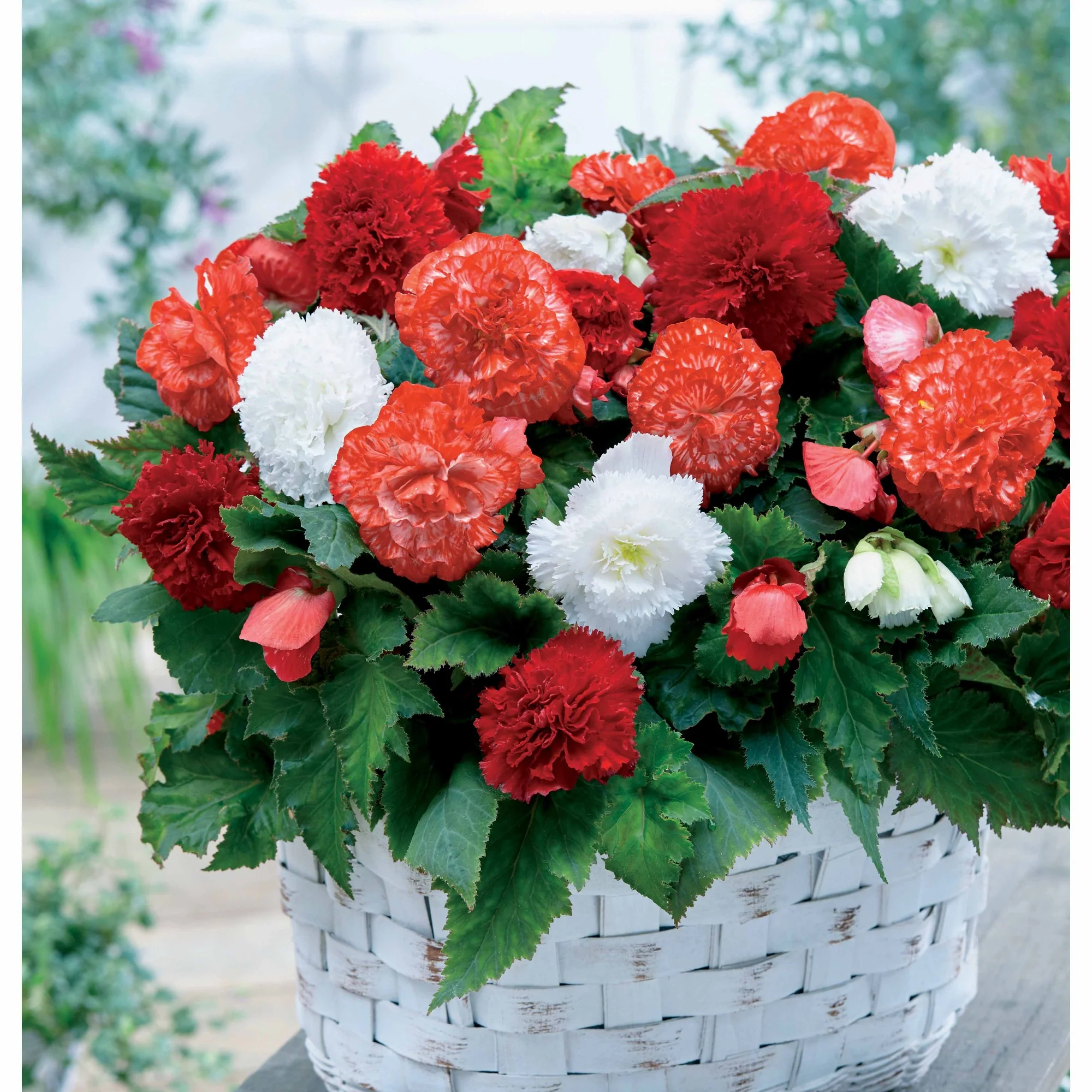 9 Bégonias fimbriata en mélange