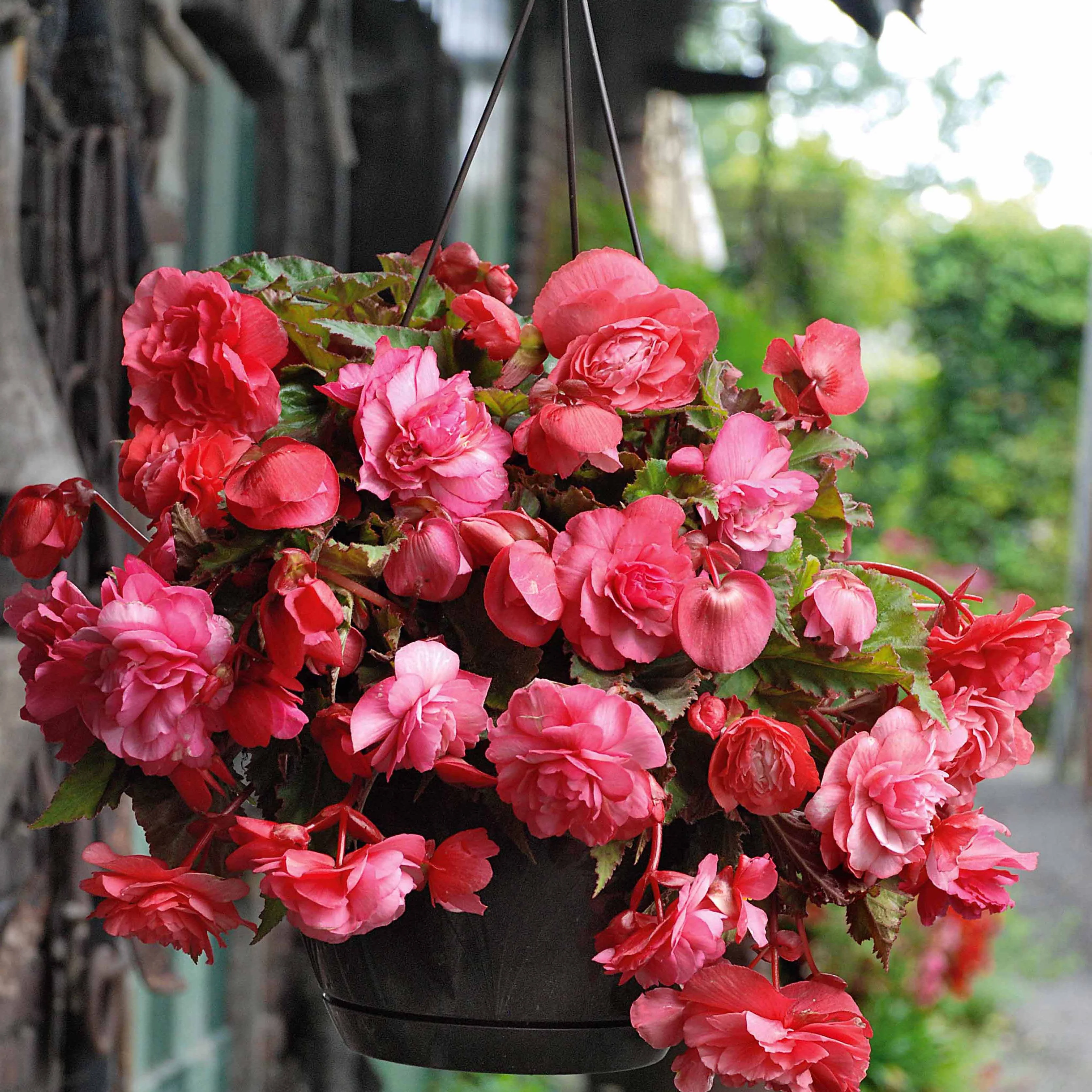 9 Bégonias parfumées en mélange - Image 3