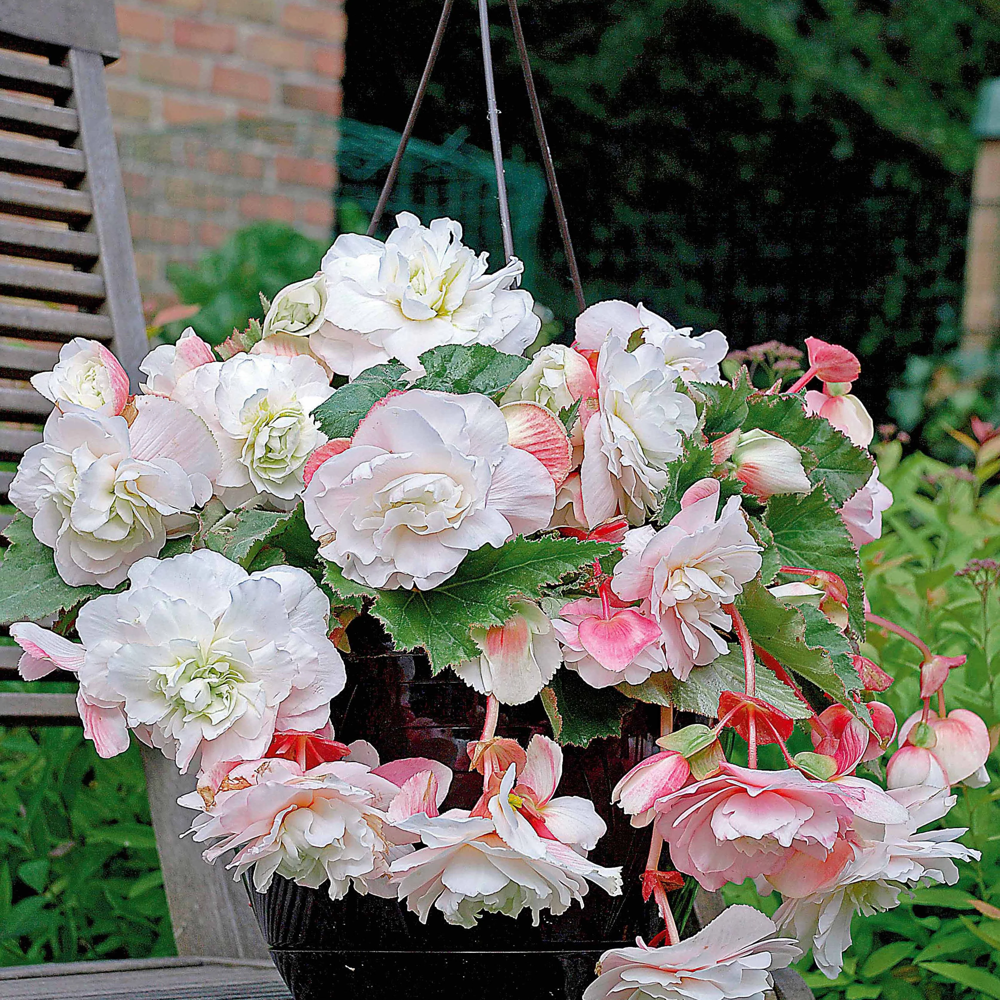 9 Bégonias parfumées en mélange - Image 4